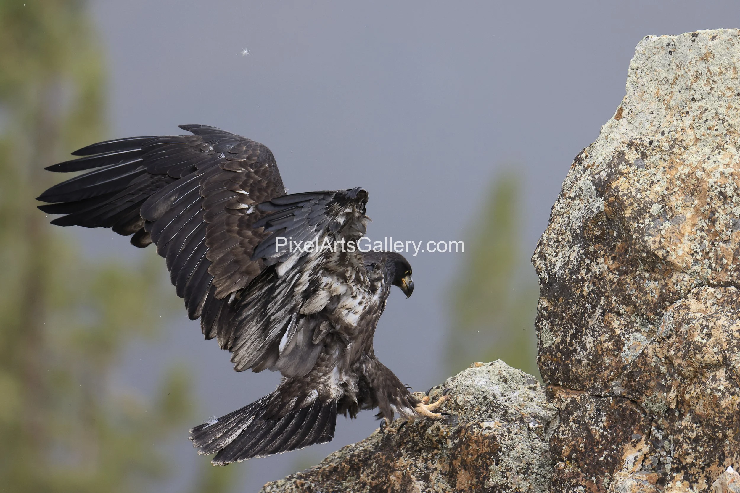 First landing - June 16th