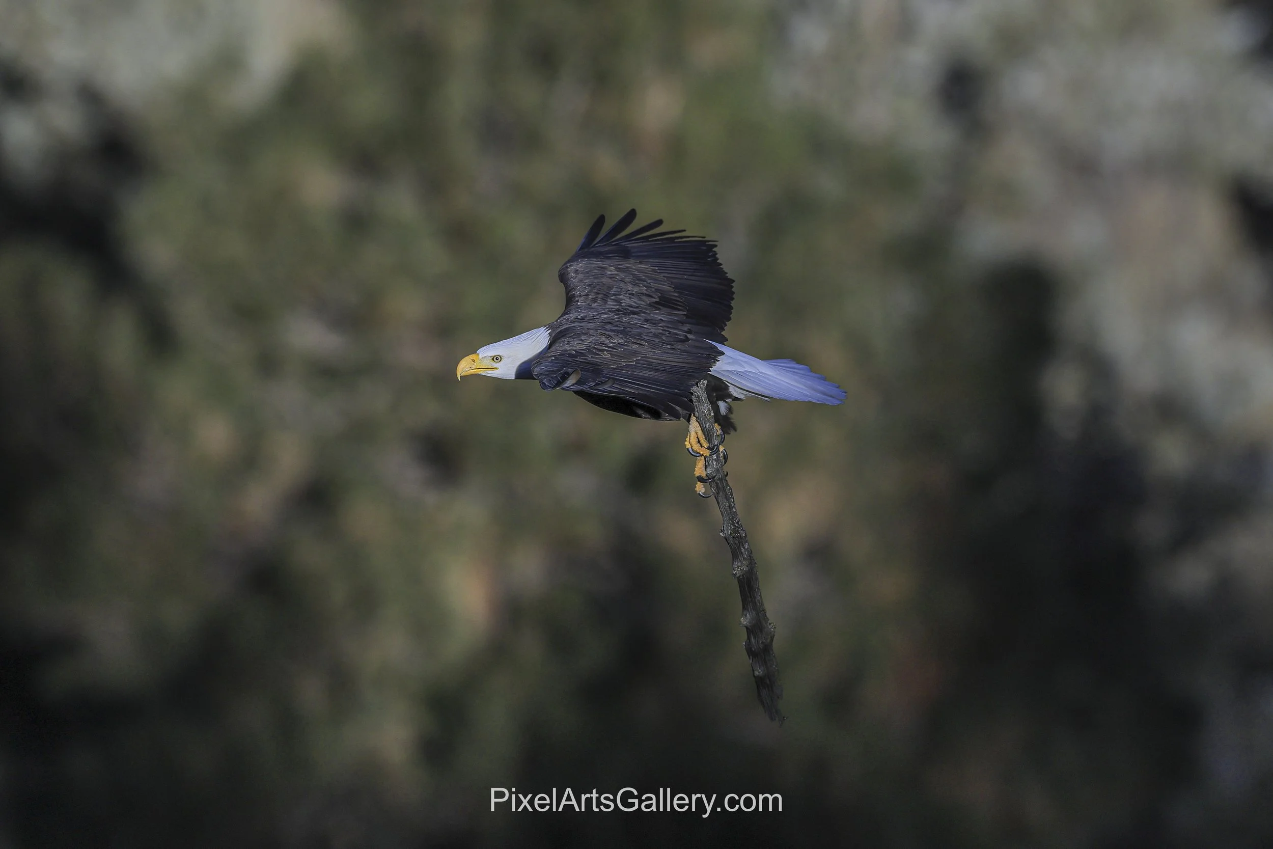 Nest Building