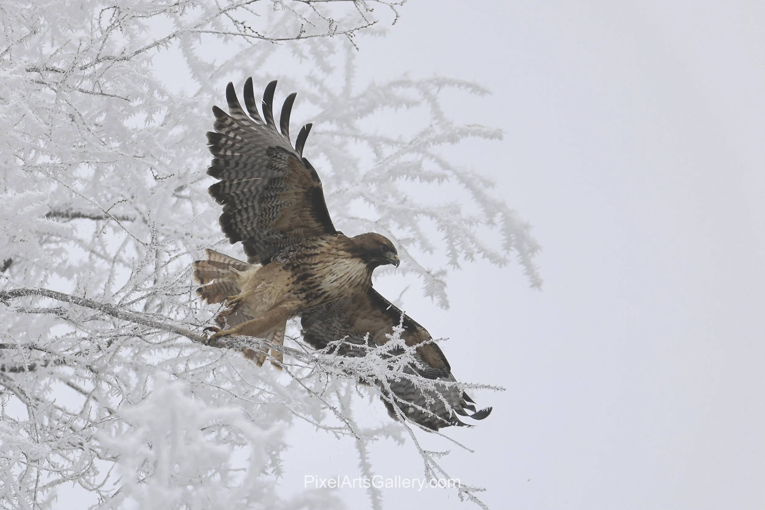 Taking Flight - 

A hawk launches from frost-covered branches, its wings extended and talons reaching away from its perch. Delicate white crystals contrast with the bird's richly patterned plumage, capturing a fleeting moment of movement.