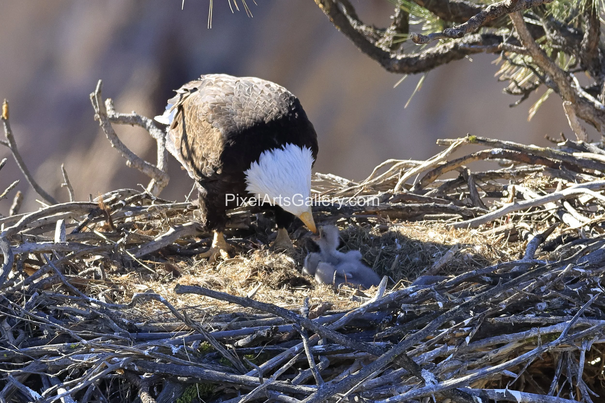 Two more eaglets hatch - March 30th