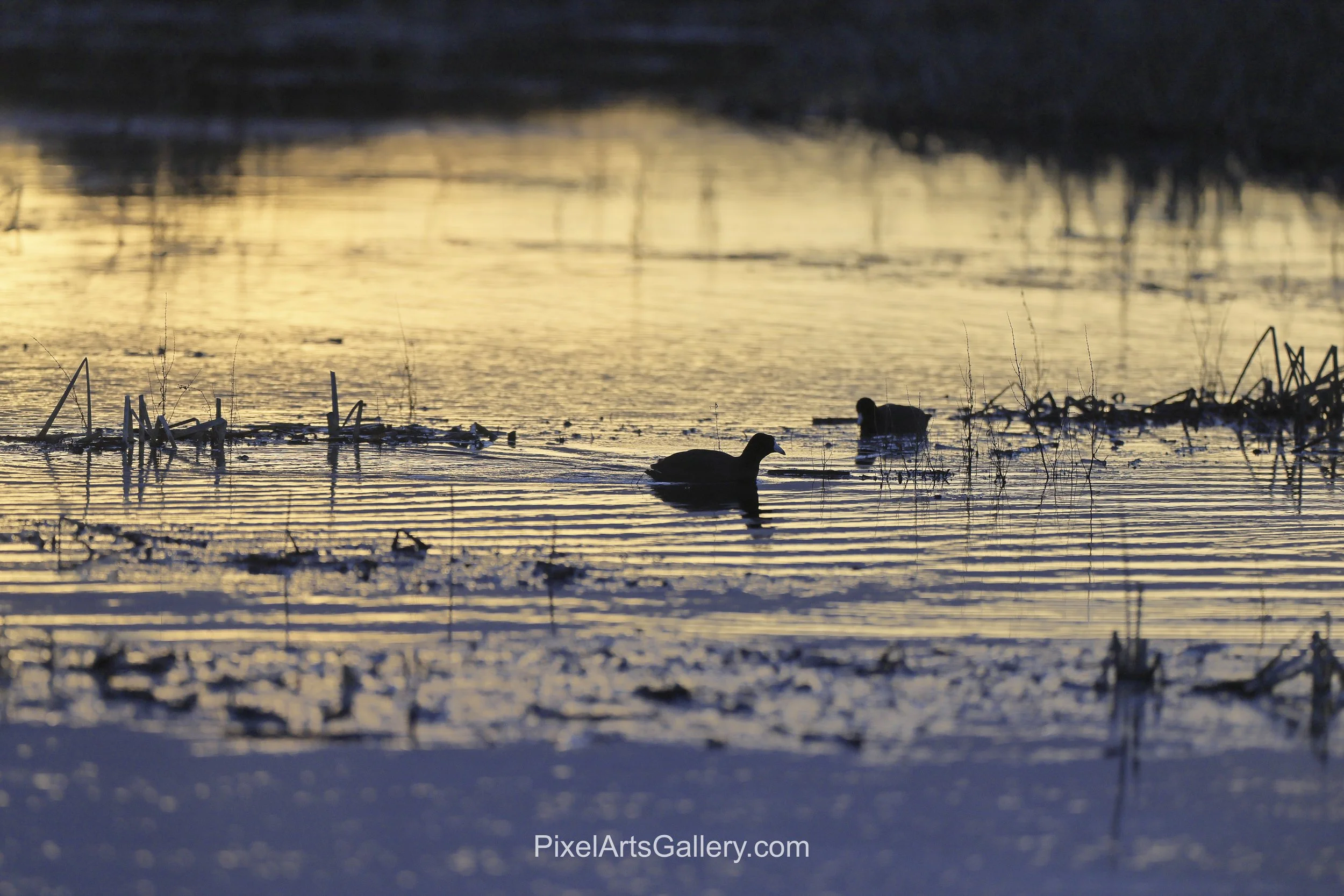 Waterbirds in Morning Light - 

Two waterbirds move through a marsh illuminated by golden light. Their dark silhouettes and gentle reflections contrast with the shimmering water.