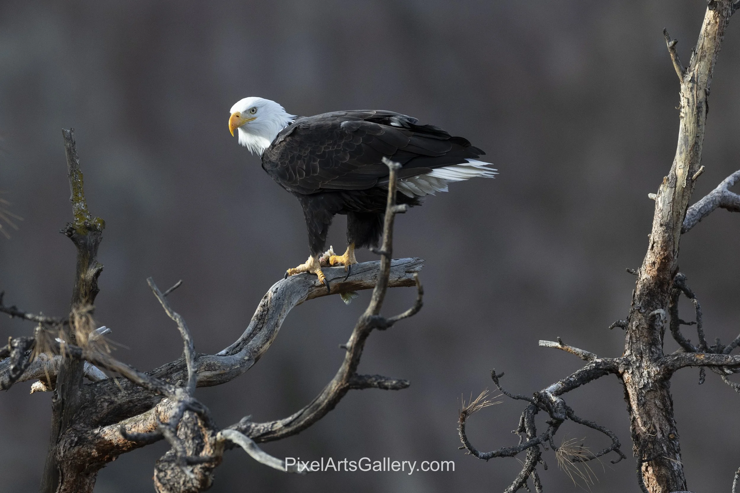 Sentry