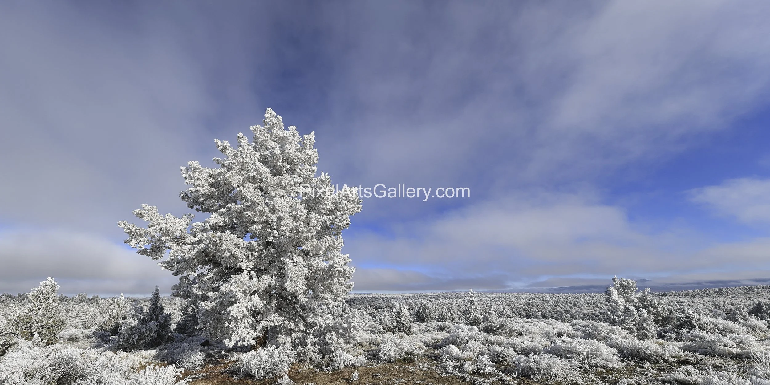 Desert Frost