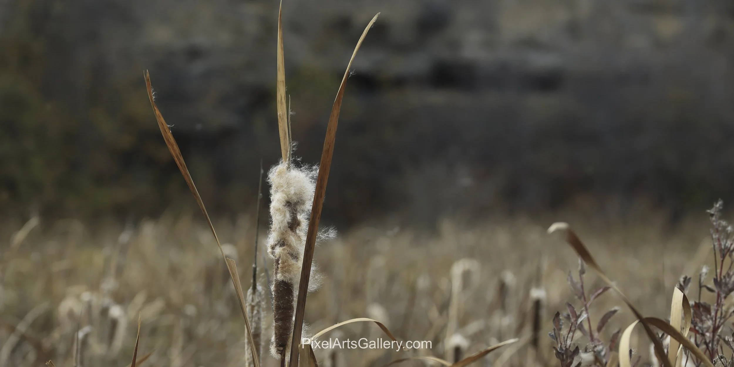 Autumn Cattail - 

A weathered cattail releases soft, pale fibers among slender autumn leaves. Muted browns, creams and warm grasses create a quiet composition celebrating seasonal change.