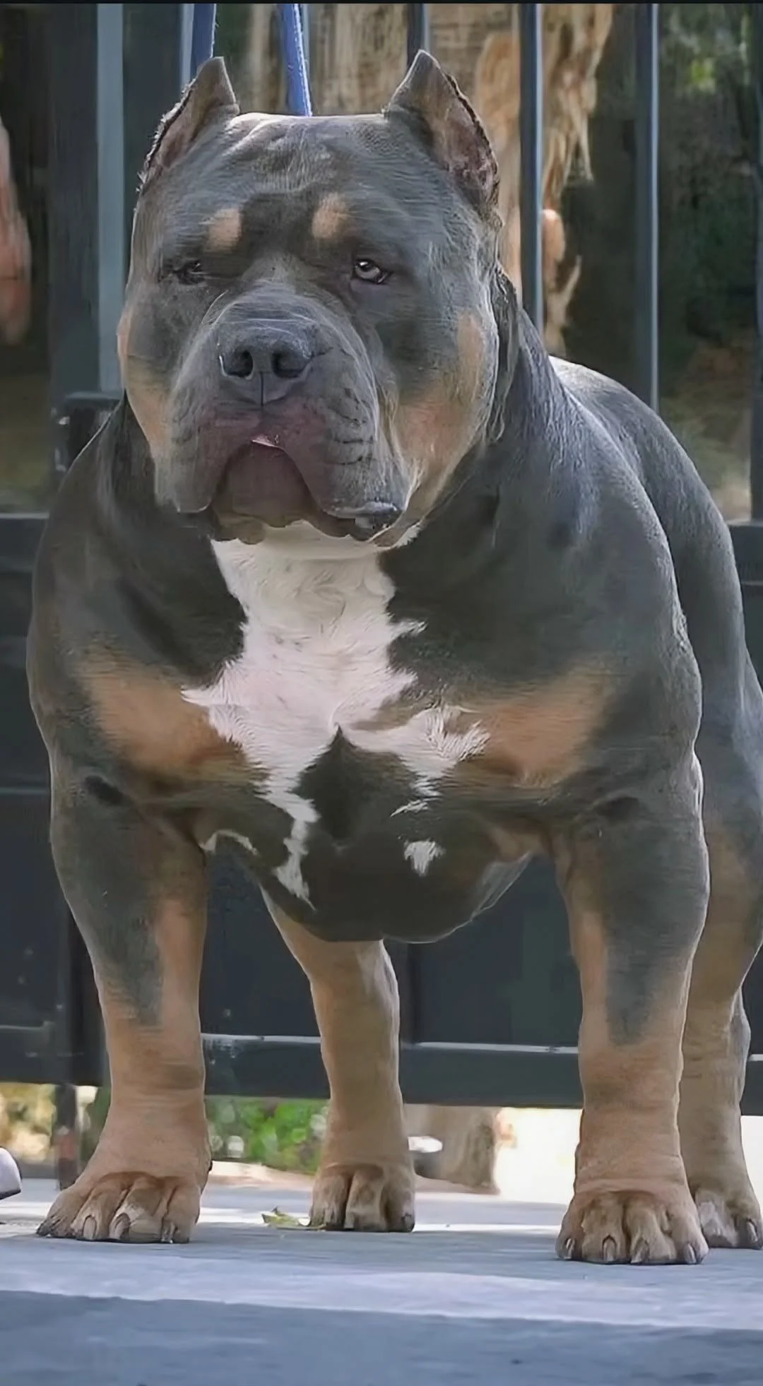 Sire: ABKC GrCh Pressure