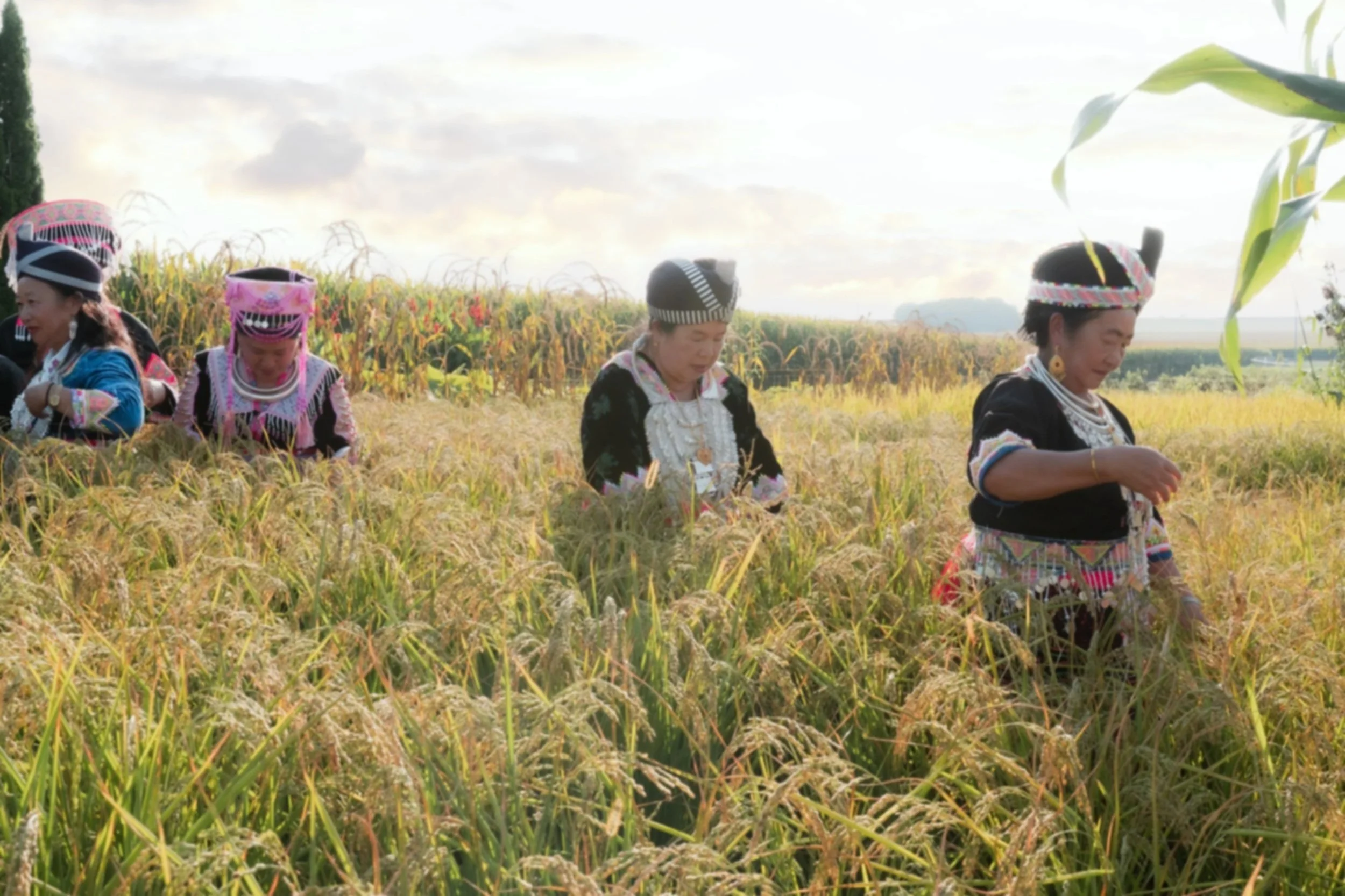 Group of women in traditional Hmong clothing harvesting rice in a field.