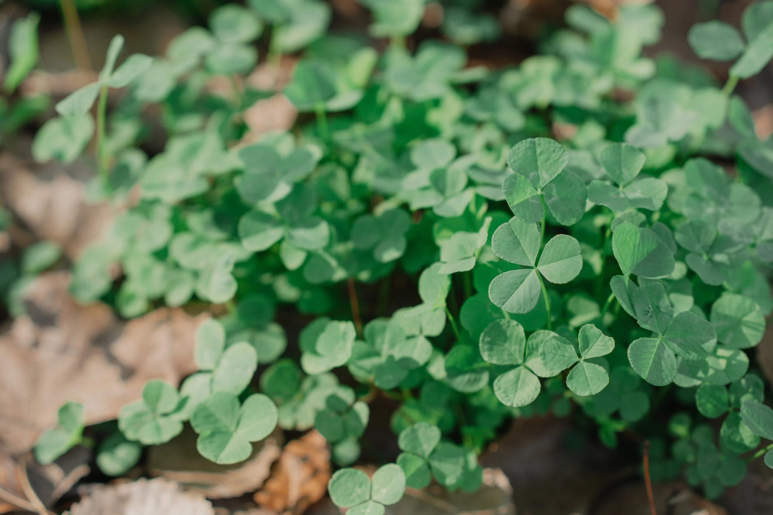 Faith-Focused Community