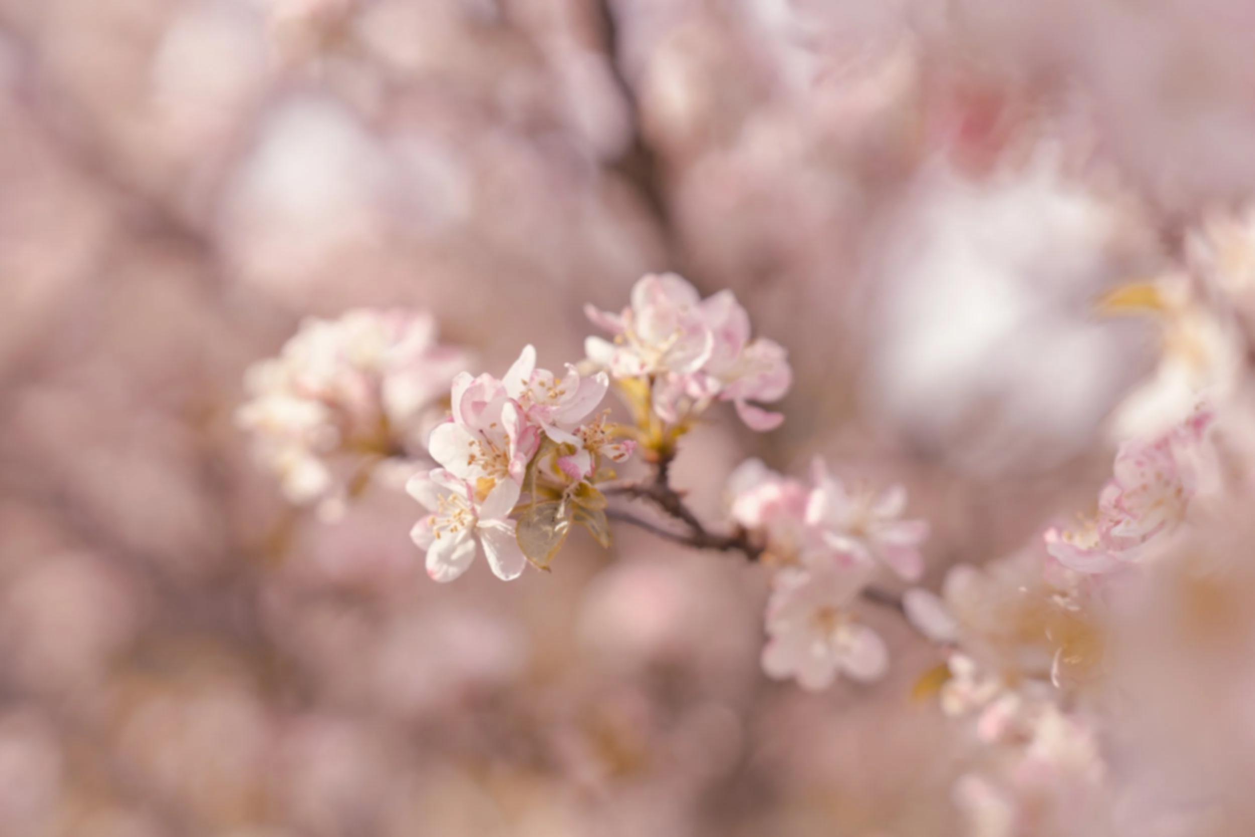 Close-up of pink and white cherry blossoms on a branch with a blurred background.