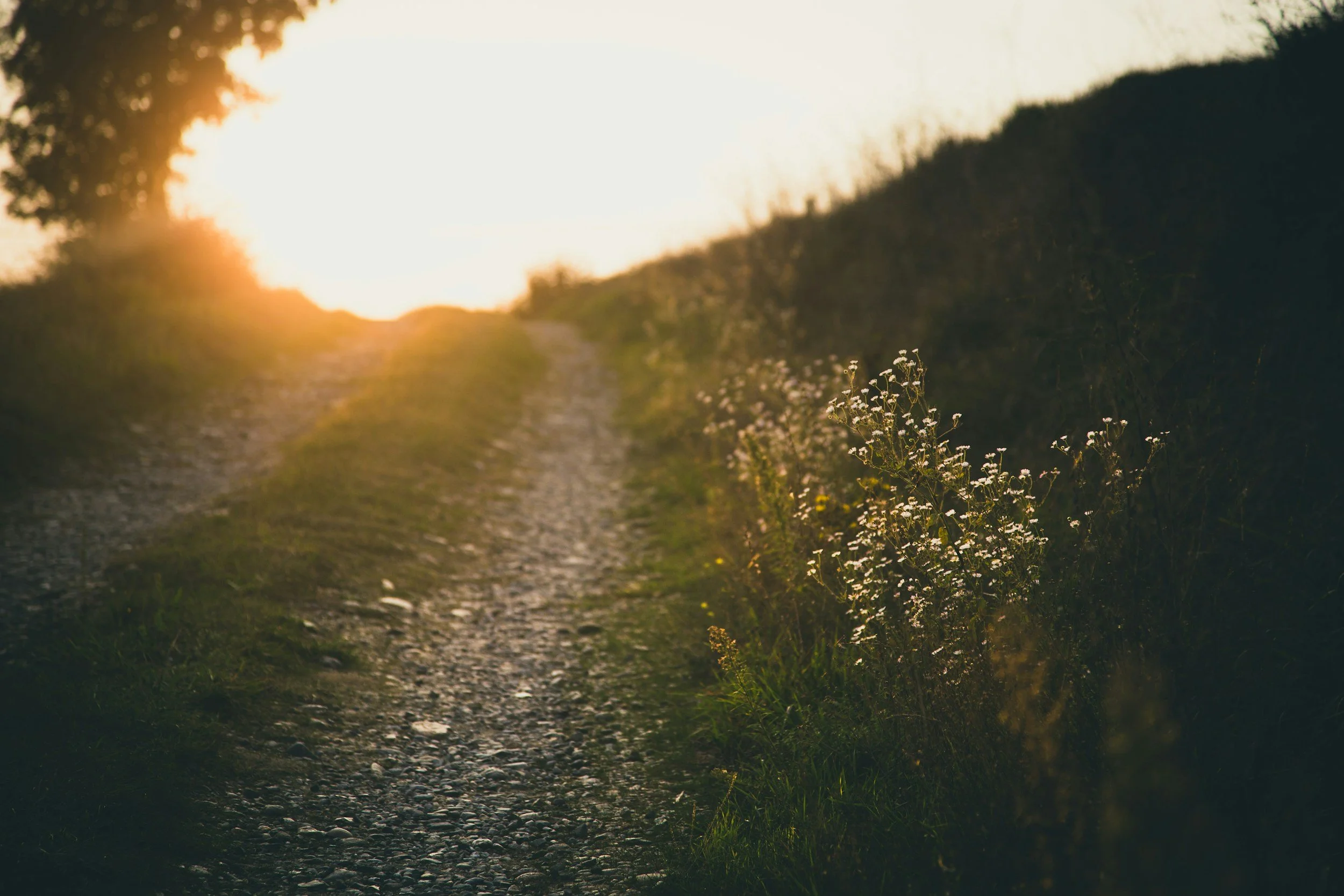 A dirt path flanked by grass and small white wildflowers, leading toward a sunset or sunrise sky with trees on the horizon.