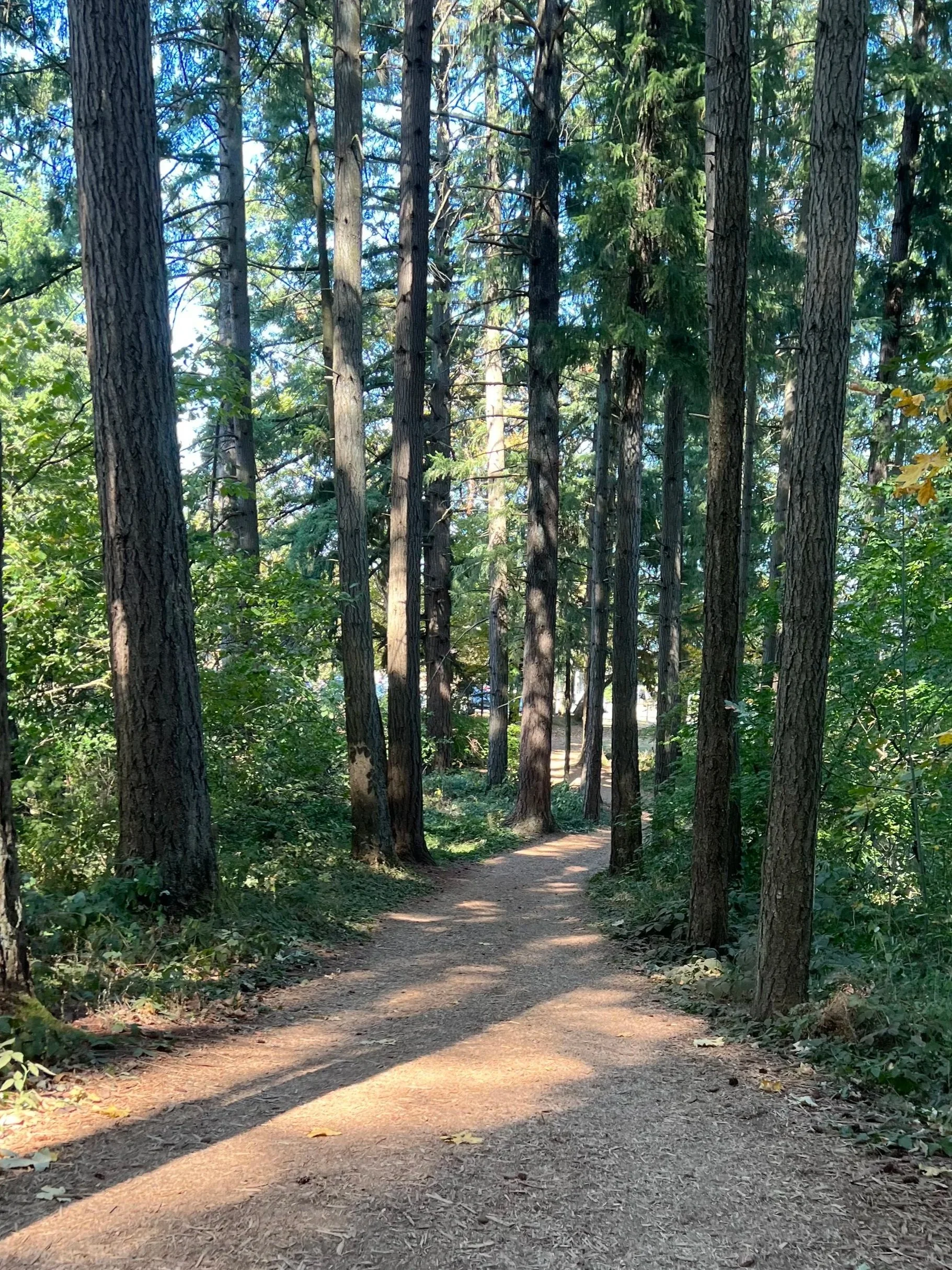 A dirt trail winds through a forest with tall trees and green foliage, sunlight filtering through the branches.