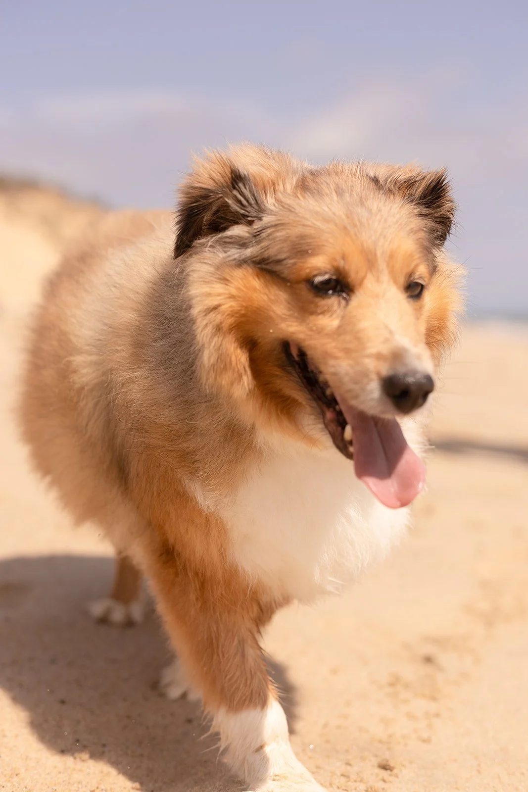 Family interacting together on a sunny beach day in Wellfleet, Massachusetts, classic summer photography