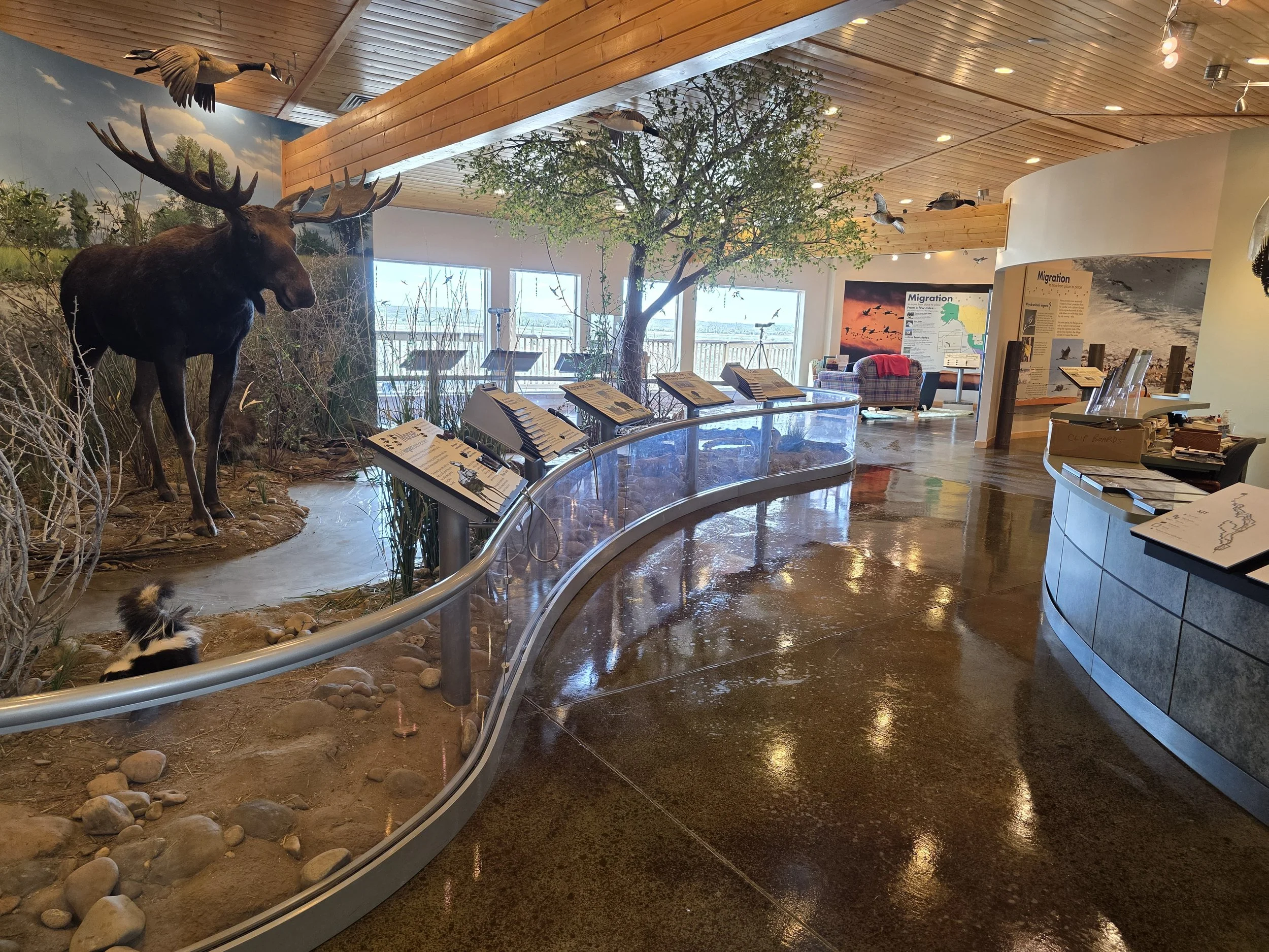 Interior of a museum exhibit featuring a large moose statue, a smaller animal figurine on the ground, and mounted birds on the ceiling, with informational signs and a tree in the background.