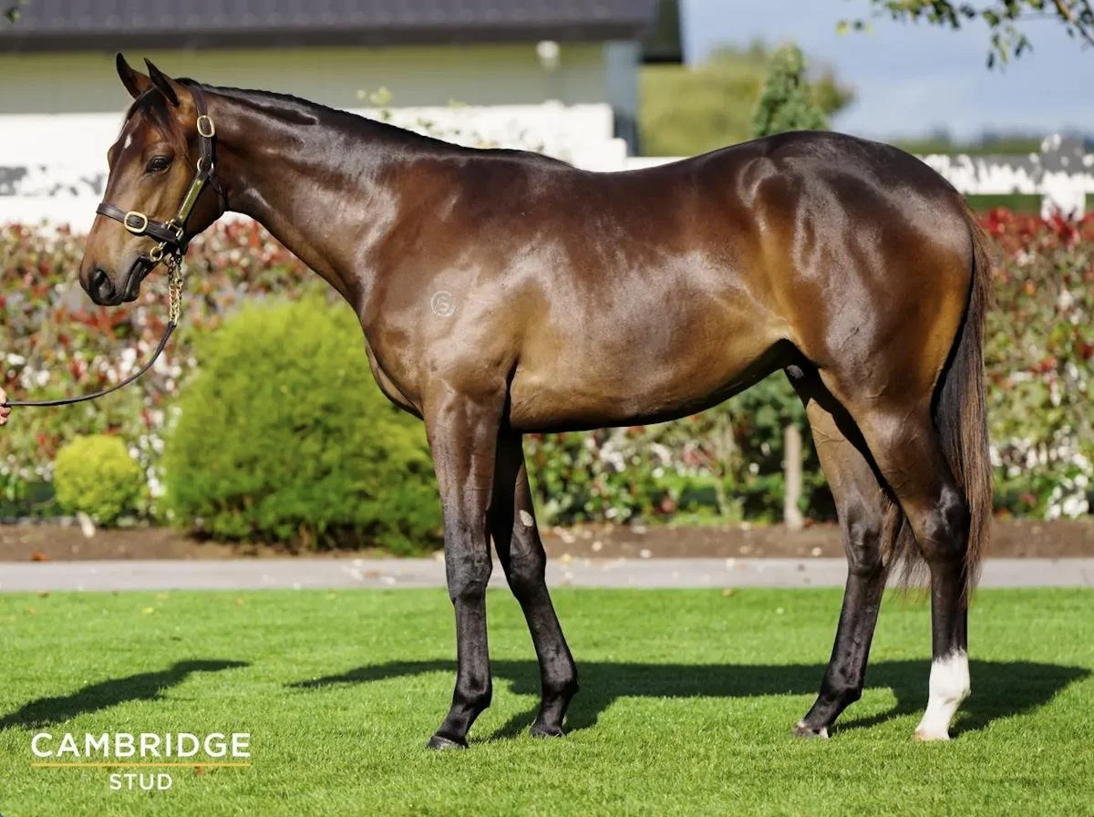 BETTER THAN READY X TRUE ICON COLT