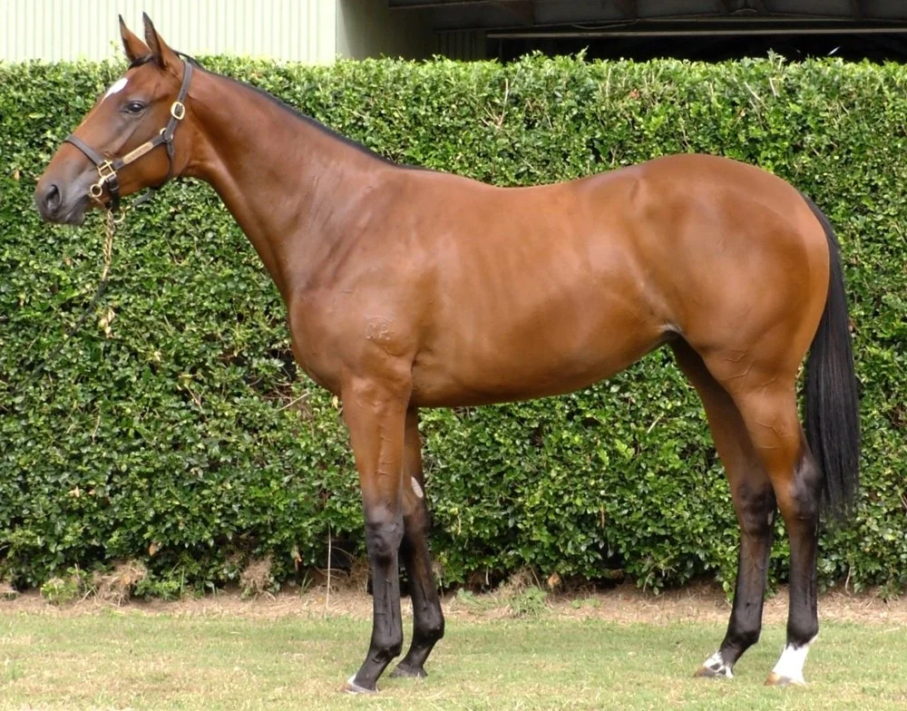 TIGER OF MALAY X distraught FILLY