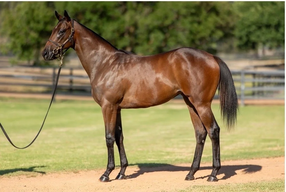 A brown horse with a black bridle standing outdoors on a sunny day with a blurred background of trees and grass.