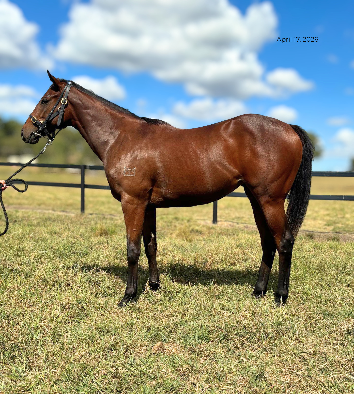 IN THE CONGO X BOLSONARO FILLY