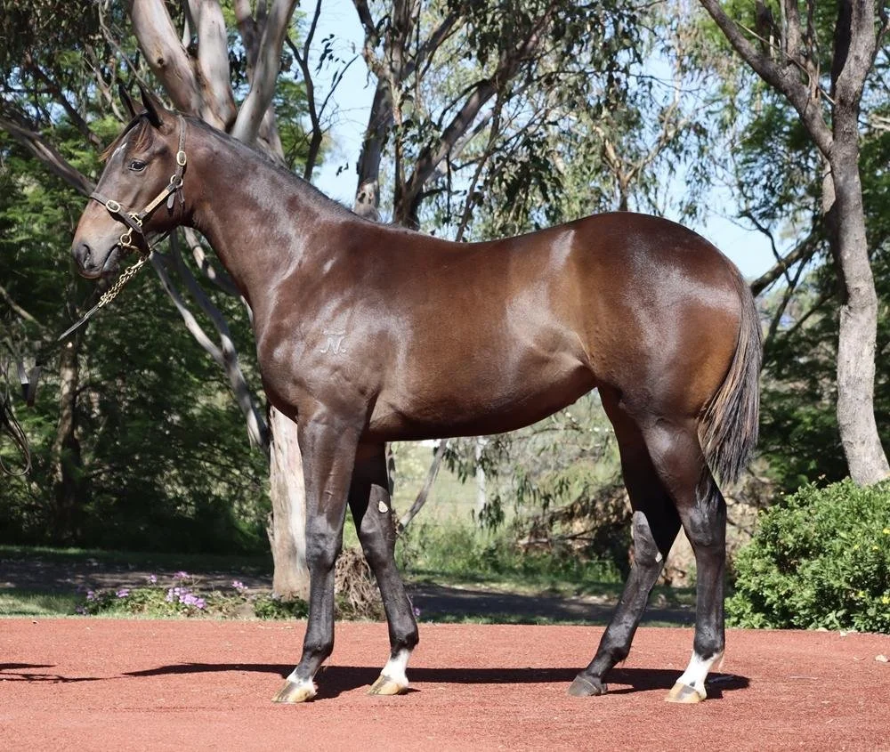 A brown horse with a shiny coat standing on reddish ground outdoors, surrounded by trees and greenery.
