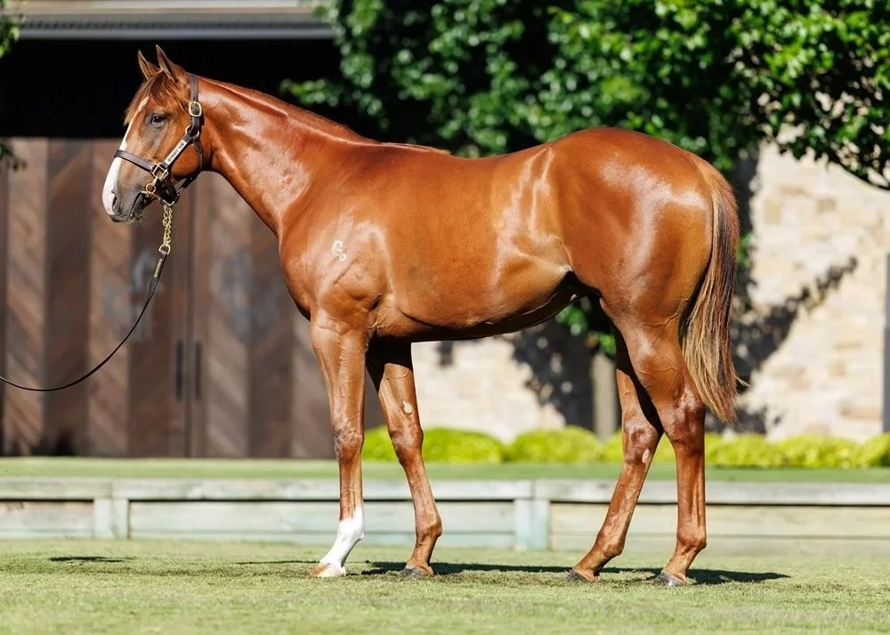 A chestnut horse standing on grass with a bridle on, in front of a wooden fence and greenery.