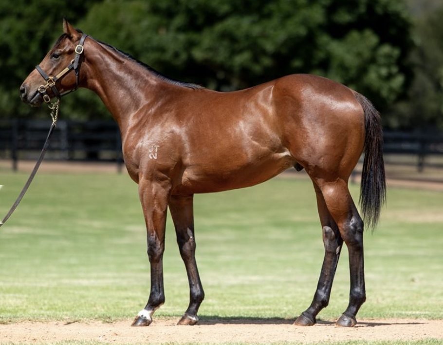 A brown racehorse standing on grass with a black fence and green trees in the background.