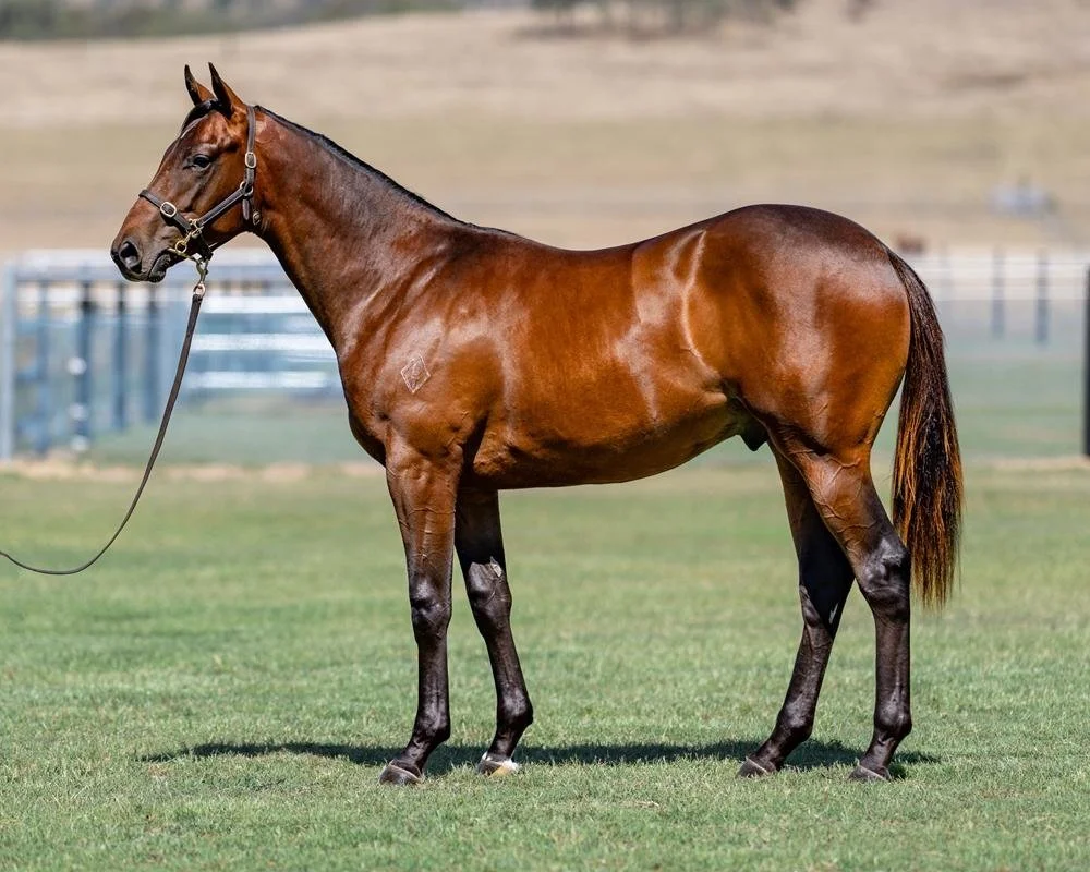 A chestnut horse standing on a grassy field with a bridle, with a blurred background of fencing and open land.