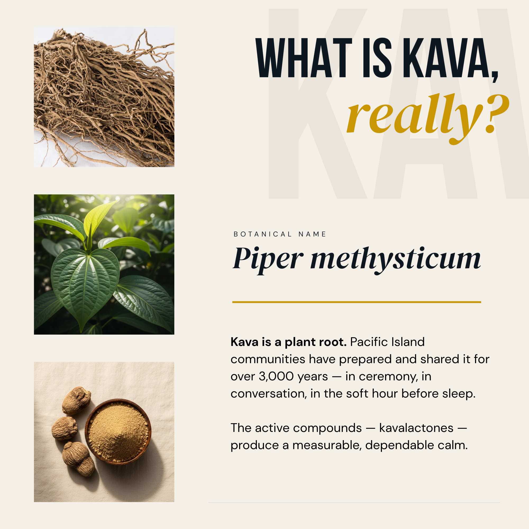 A digital infographic explaining what kava is, featuring images of kava root and leaves, and text discussing its botanical name, origins, active compounds called kavalactones, and uses.