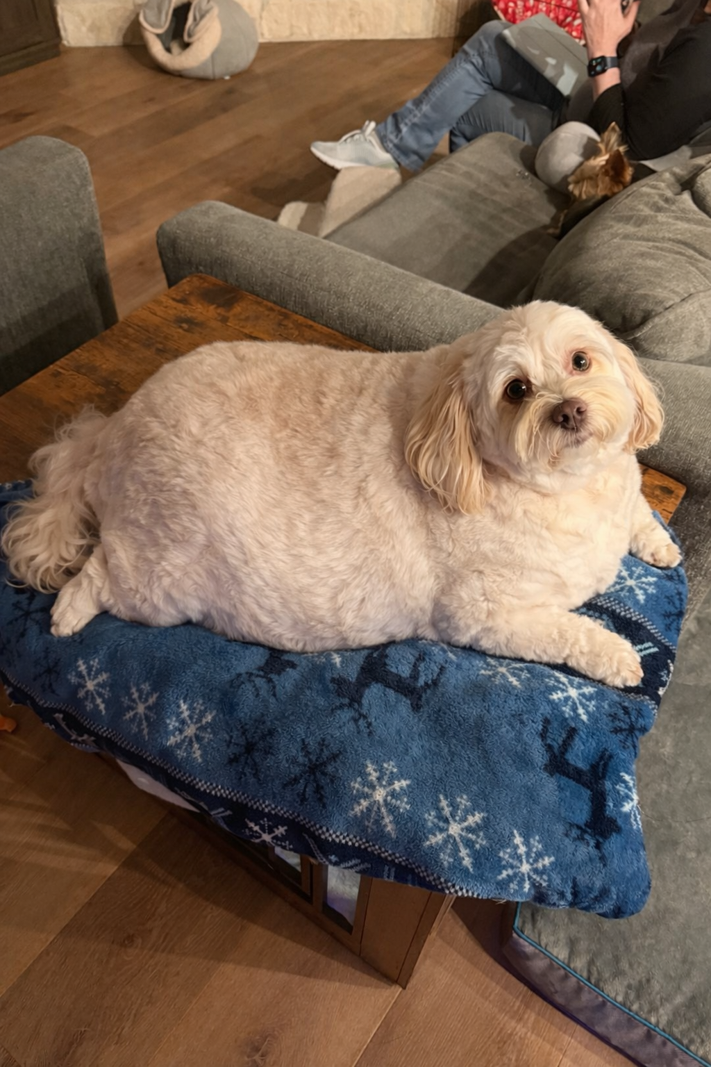 A cream-colored dog with curly fur lying on a blue blanket with snowflake patterns on a wooden table, looking at the camera. In the background, two people and some other dogs are seated on gray chairs in a cozy indoor setting.