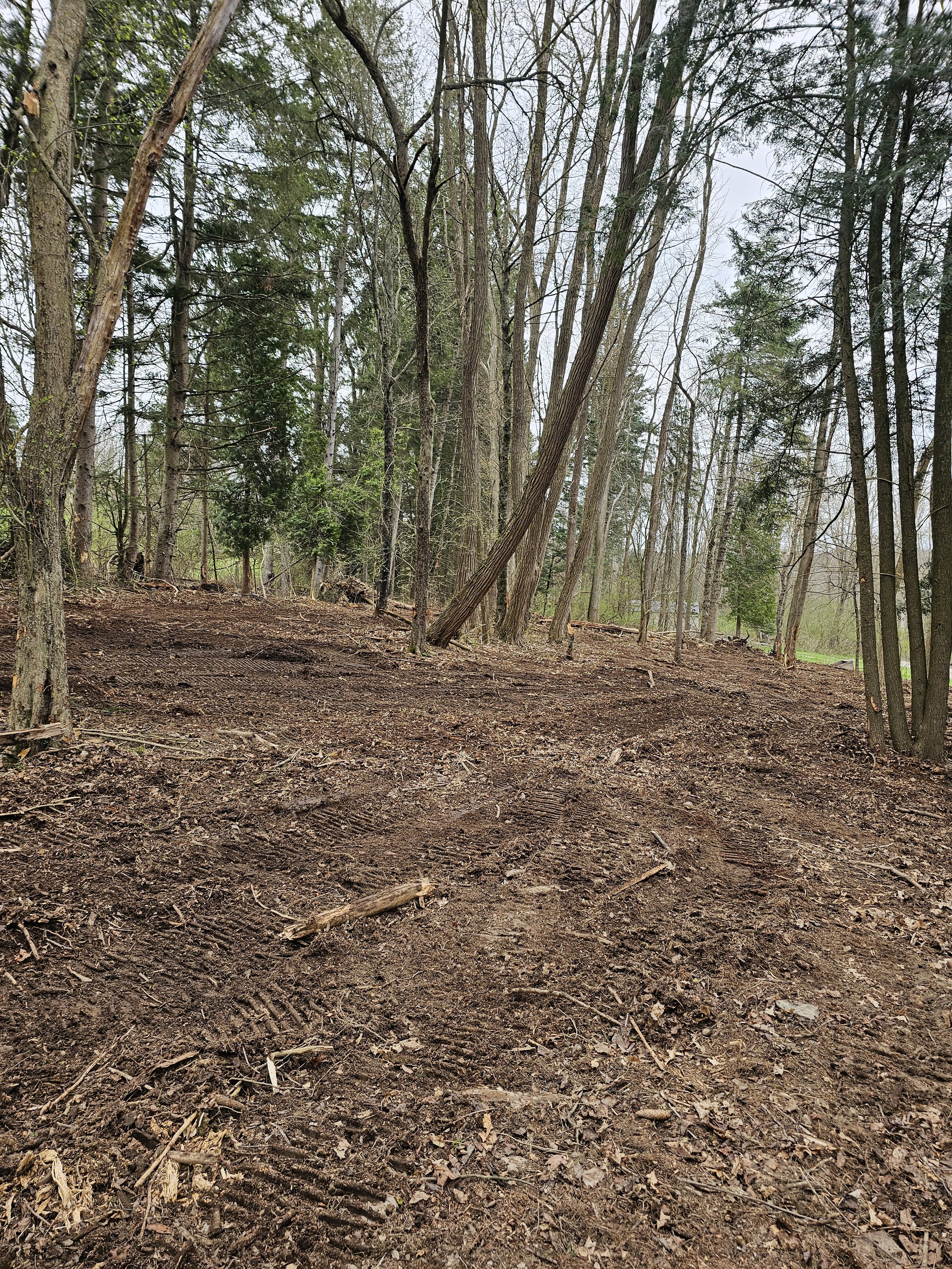 A cleared patch of soil in a forest with trees on the perimeter, some leaning and others standing upright, with tire tracks visible in the dirt.