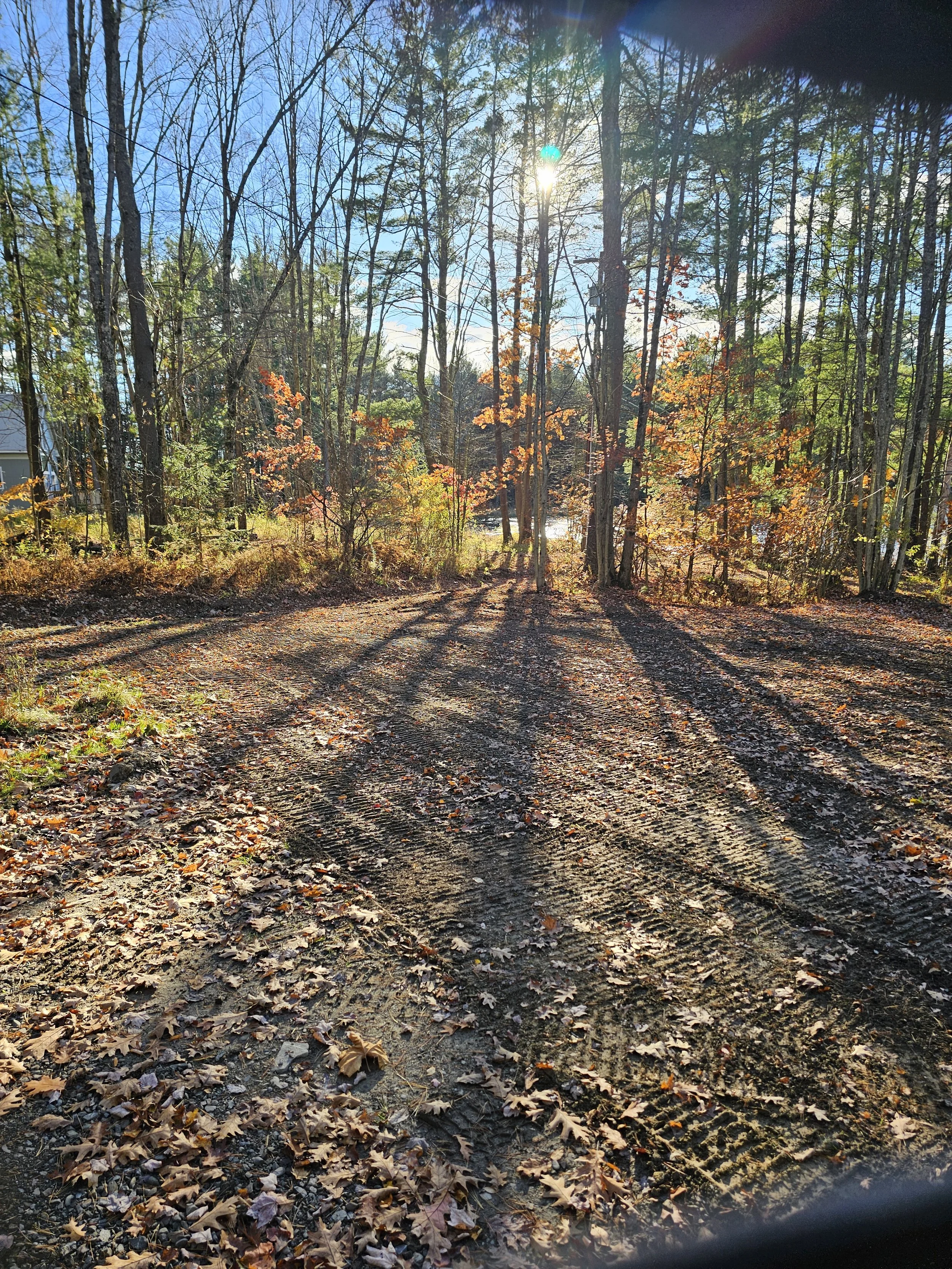 A wooded area in autumn with trees showing fall foliage, fallen leaves on the ground, and tire tracks in the dirt. Sunlight is streaming through the trees.