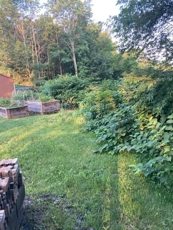 A backyard garden with lush green grass, bushes, and trees in the background. There are raised garden beds with plants and a small greenhouse. Firewood is stacked on the ground in the foreground.