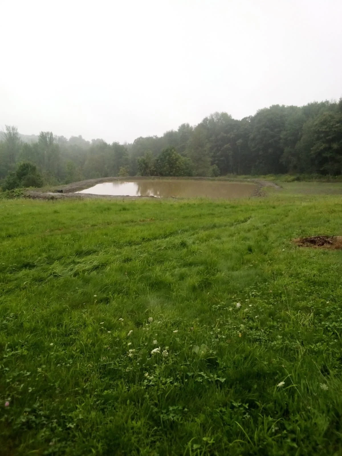 A grassy field with a small pond in the background, surrounded by trees under a cloudy sky.