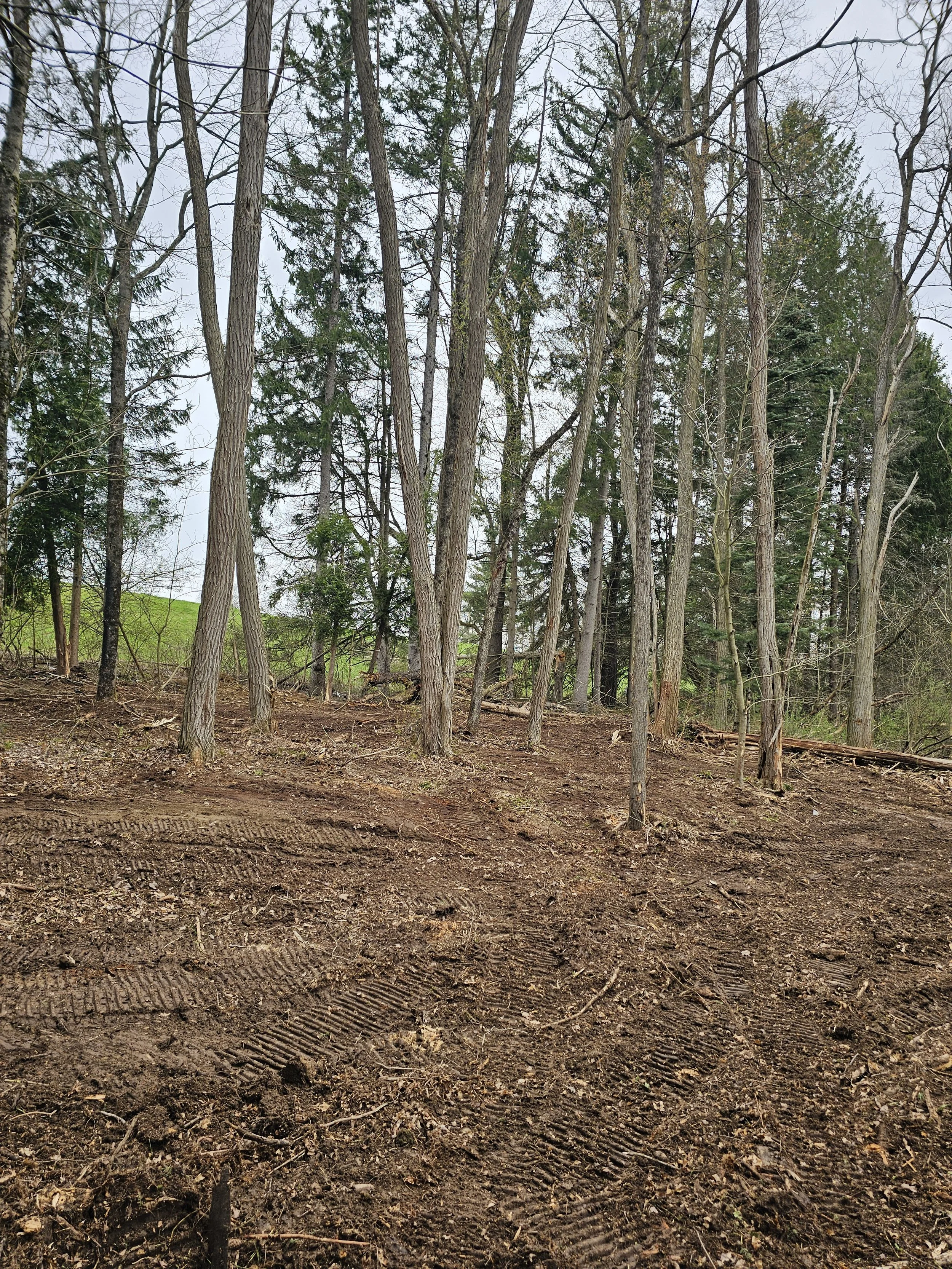 A dirt-covered forest floor with tire tracks, surrounded by tall trees with bare and green foliage on an overcast day.