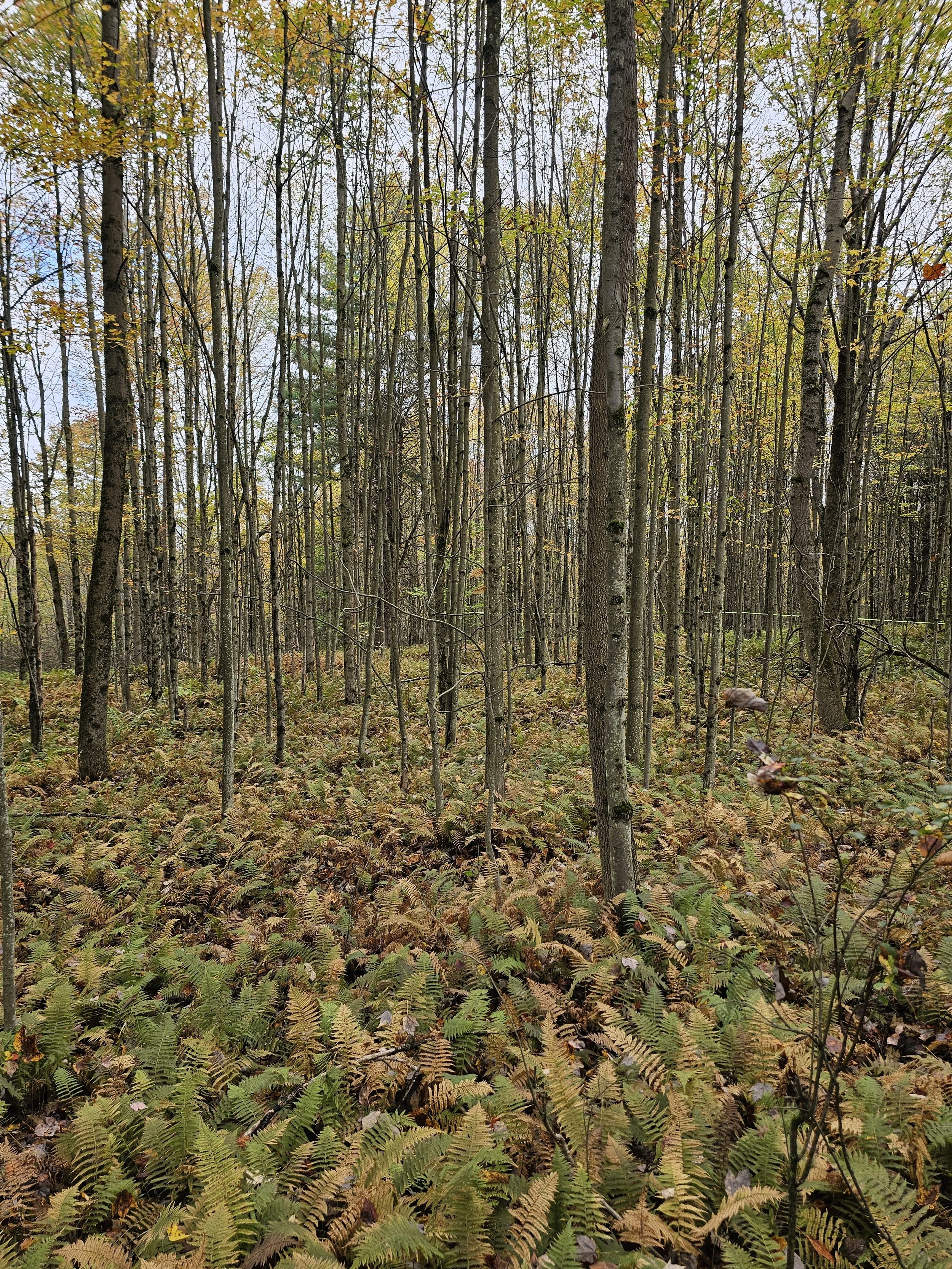A dense forest with tall, slender trees and a bed of ferns covering the forest floor during fall, with some leaves starting to change color.