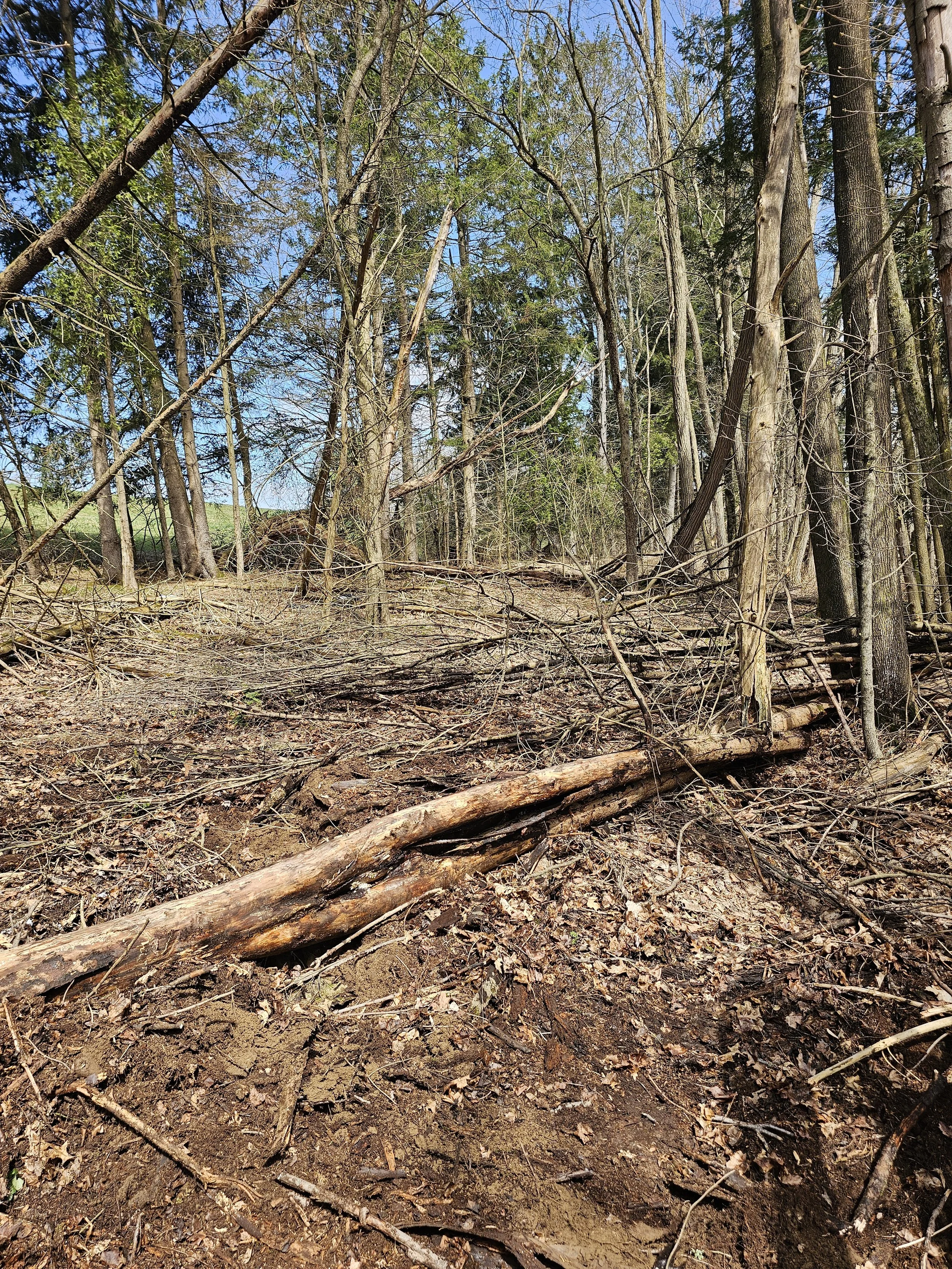 A forested area with many trees, fallen branches, and leaves on the ground, some of the trees leaning or broken, under a clear blue sky.