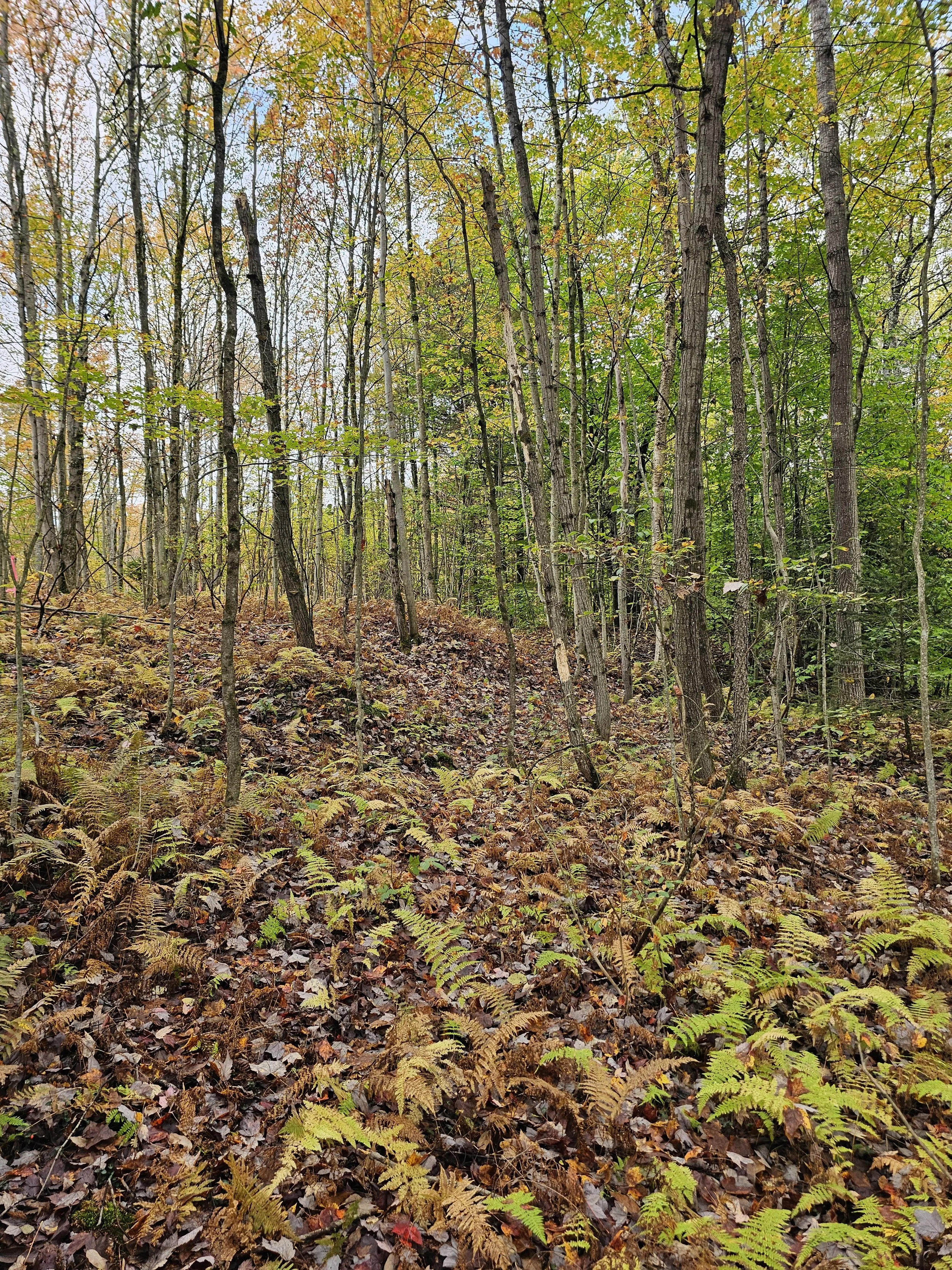 A forest with tall trees, green and yellow leaves, and a ground covered in brown leaves and ferns.