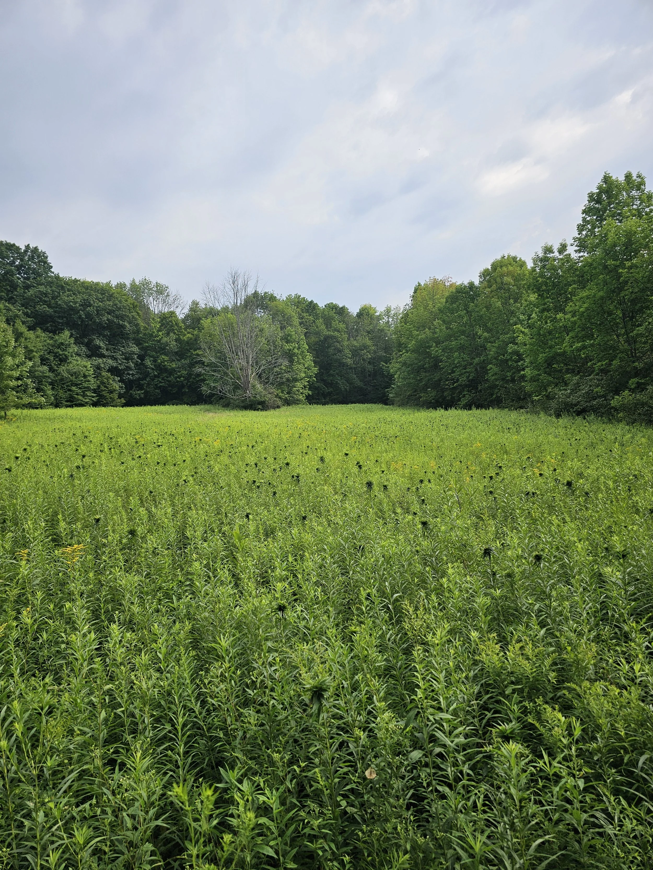 Before Picture of Field