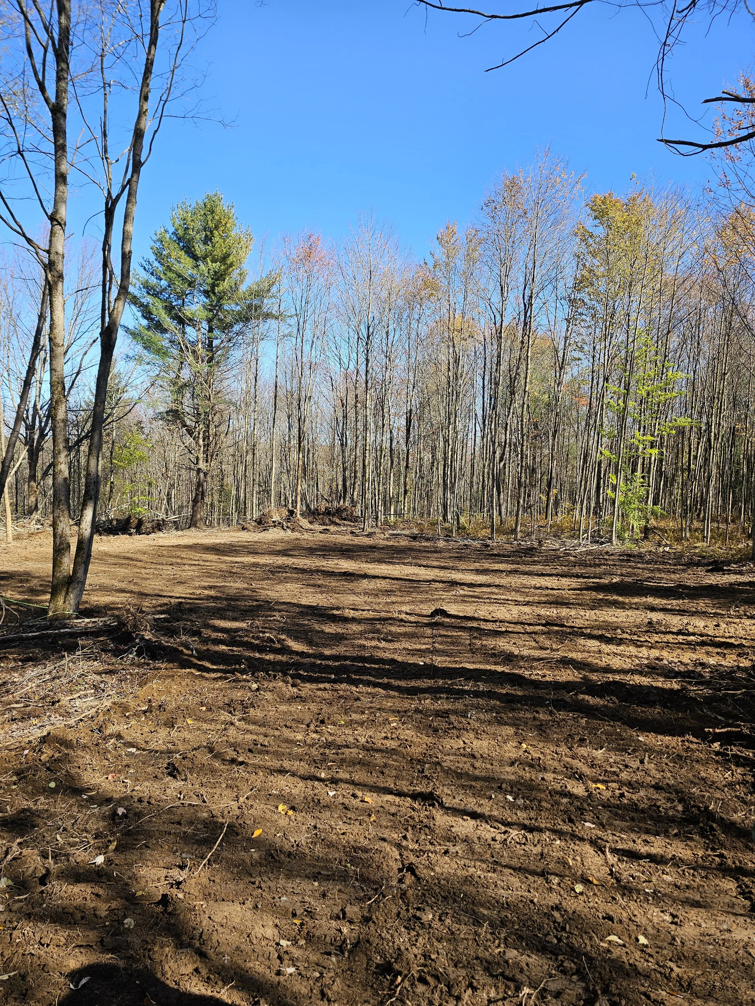 A cleared forest area with bare soil and some remaining trees under a clear blue sky.