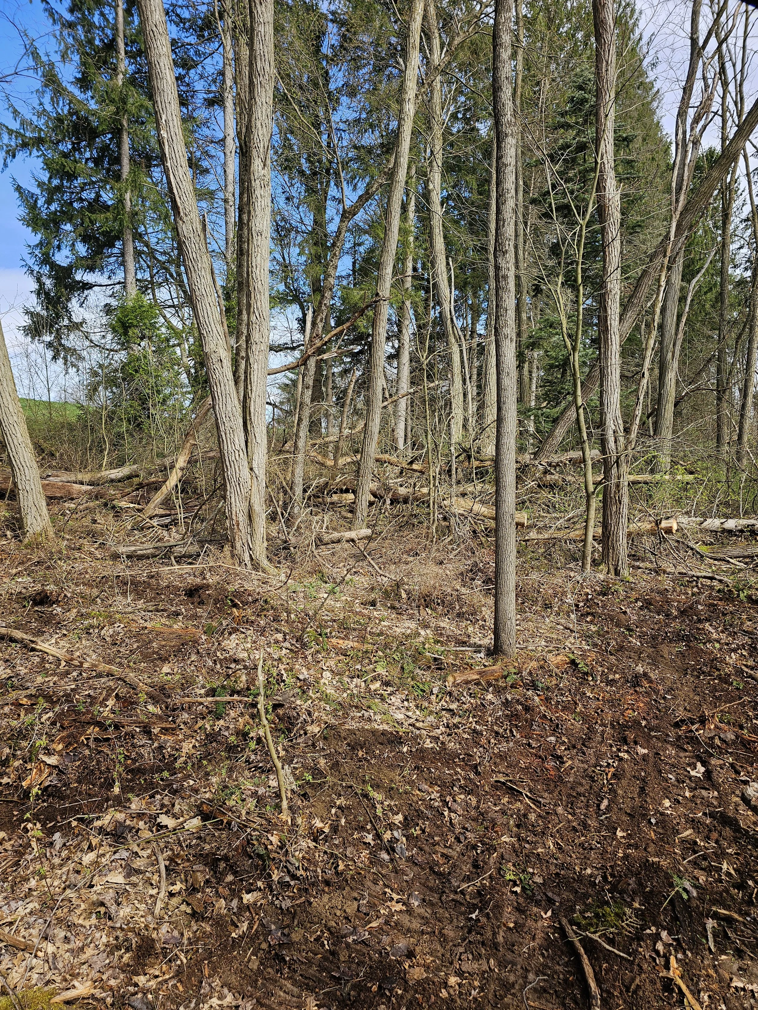 A wooded area with tall trees, some fallen branches, and a mix of green and leafless trees, with a clear blue sky in the background.