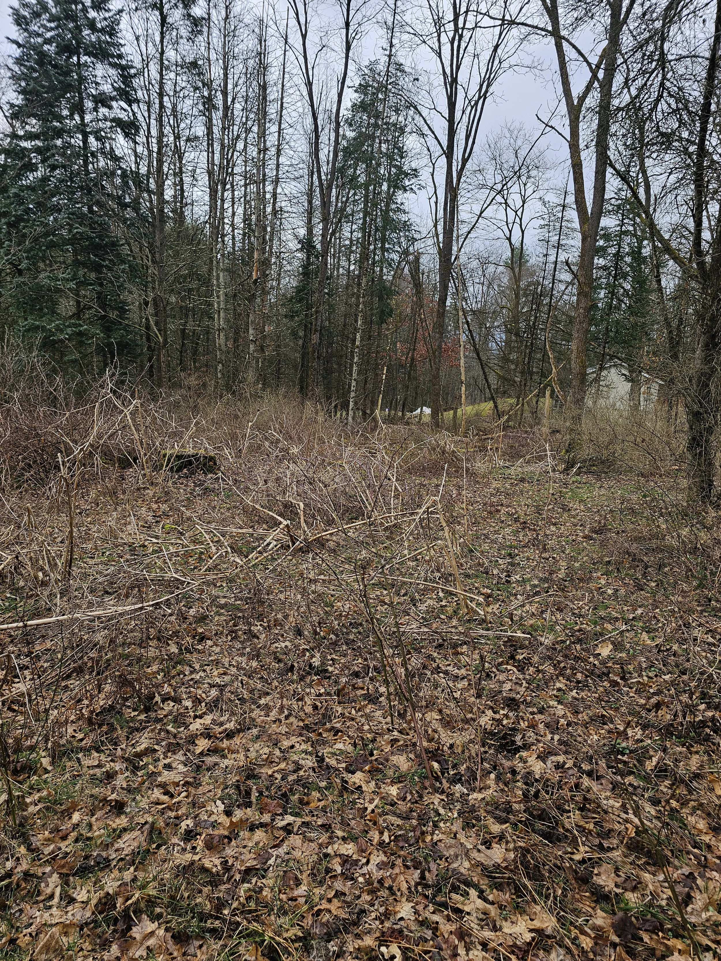 A wooded area with leafless trees and overgrown foliage, with dried leaves on the ground and a gray sky overhead.