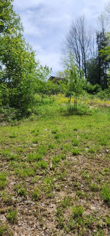 A grassy backyard with young trees and shrubs, some bare trees in the background, and a house partially visible behind the trees under a partly cloudy sky.