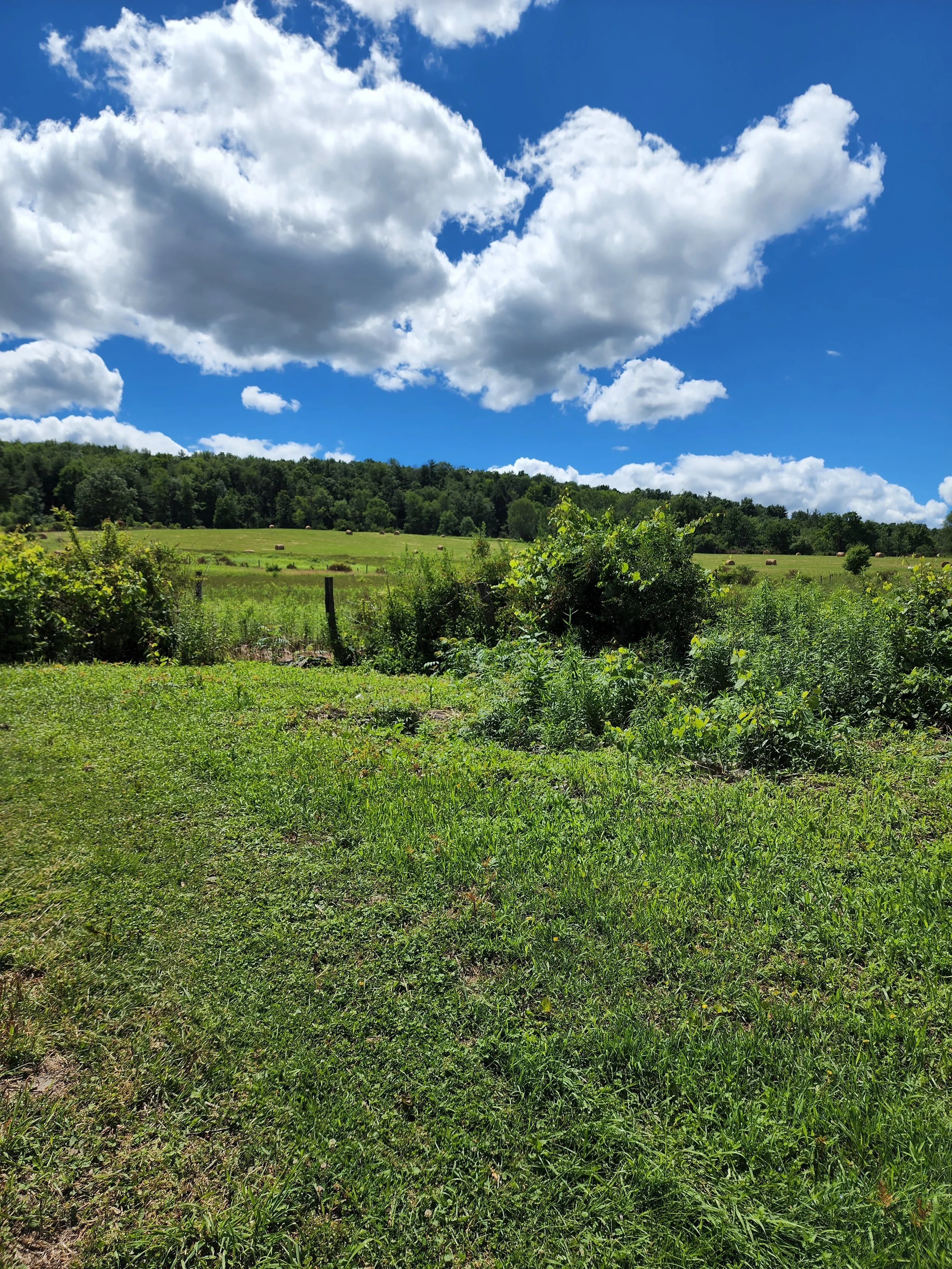 Green grassy field with bushes and a fence, rolling hills in the background, a bright blue sky with large, fluffy white clouds.