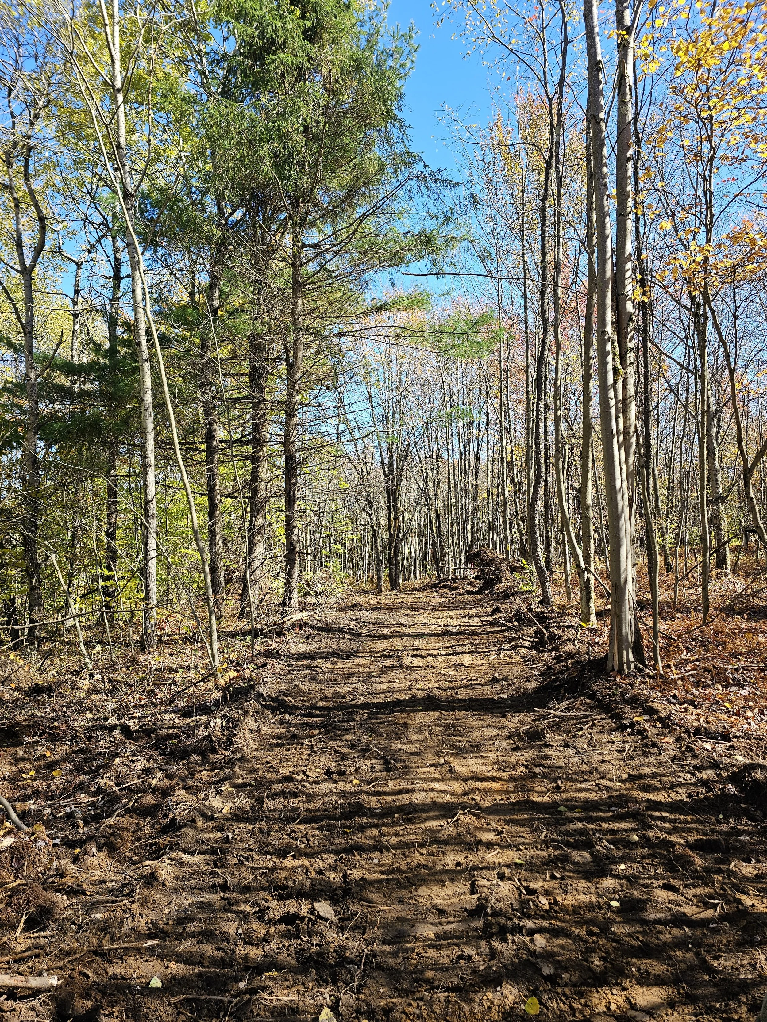 A dirt trail in a forest during autumn, with trees on both sides and a clear blue sky overhead.