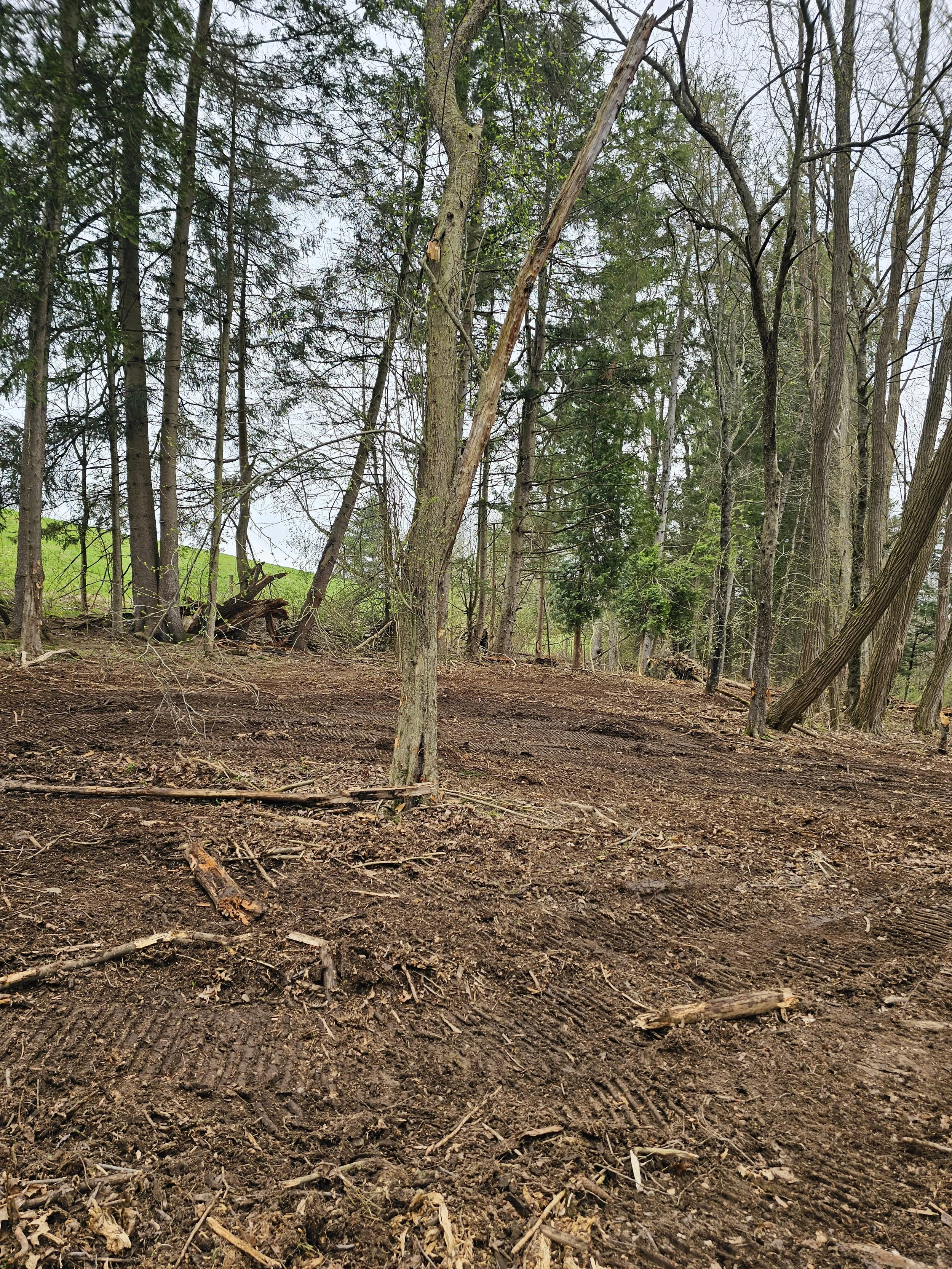 A cleared area in a forest with tire tracks, scattered sticks, and trees with visible roots.