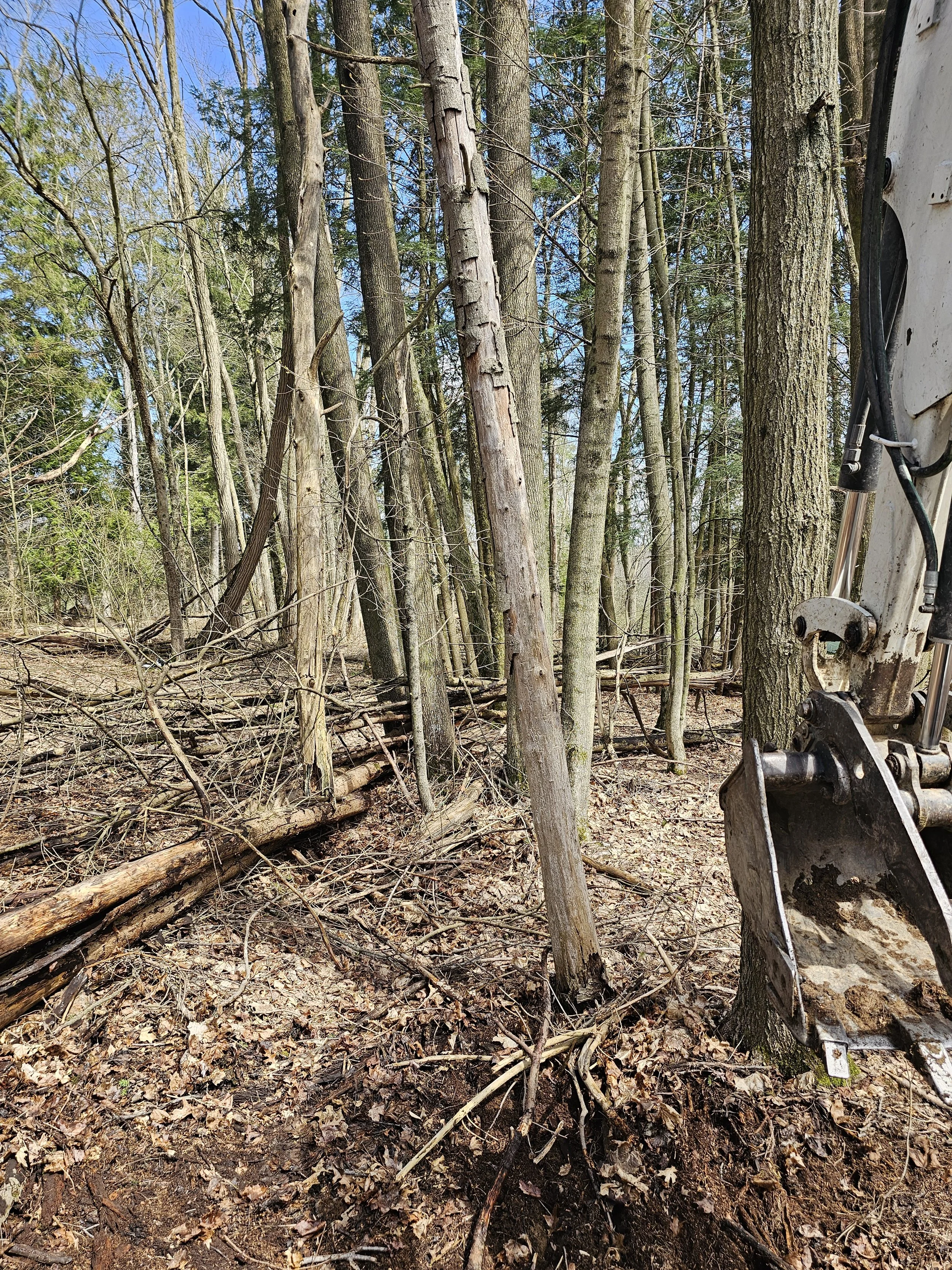 Forest scene with trees, fallen branches, and an excavator arm partially visible on the right side.