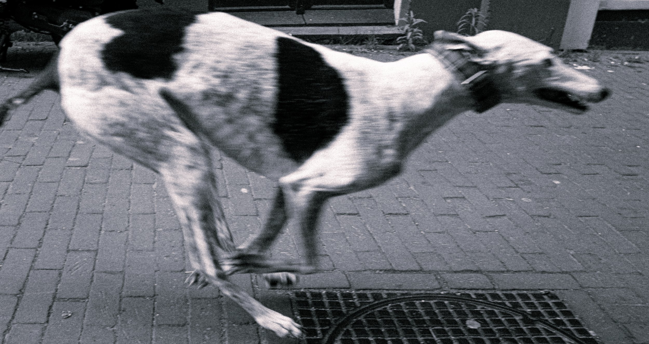 Black and white photo of a dog walking on a brick sidewalk, wearing a collar, and approaching a metal grate.