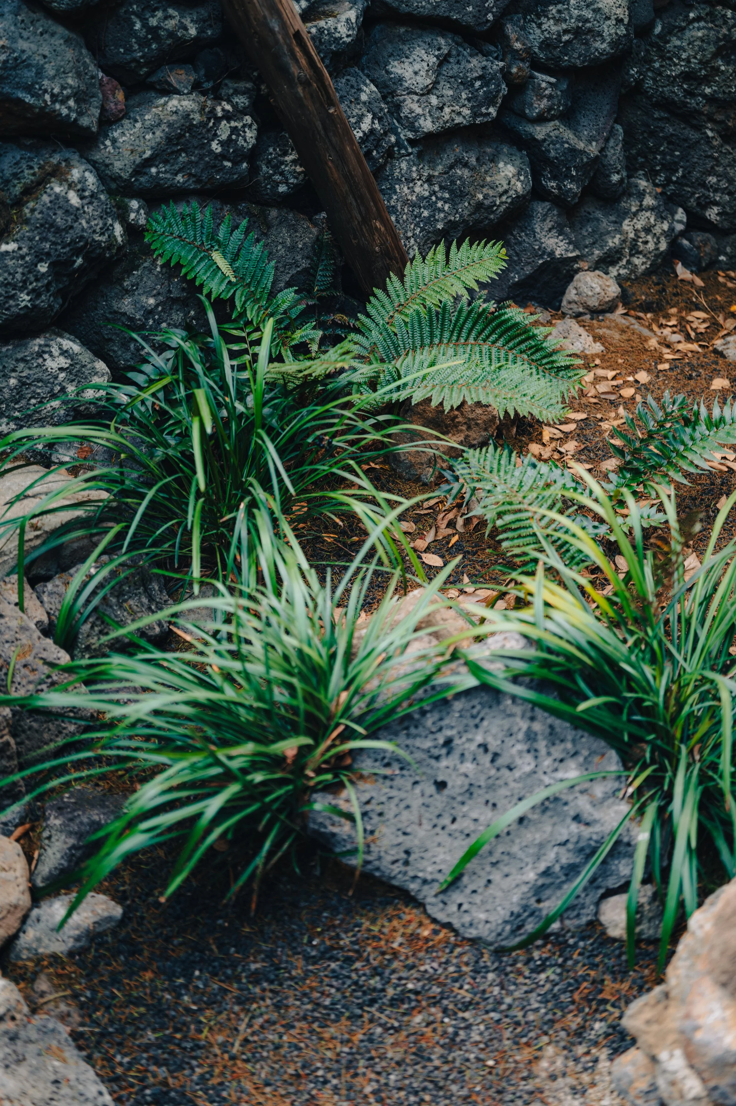 NUUT Aewol 눗애월 A variety of green plants, including ferns and grass, grow among rocks and a stone wall in a natural outdoor setting.