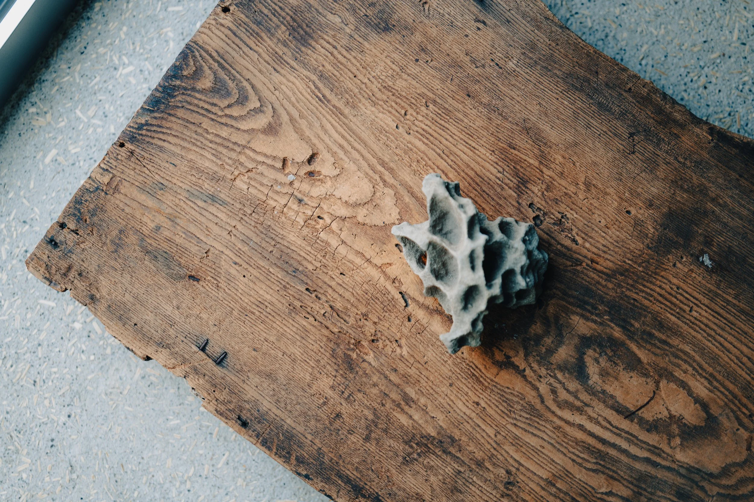 A piece of textured coral on a weathered wooden surface.