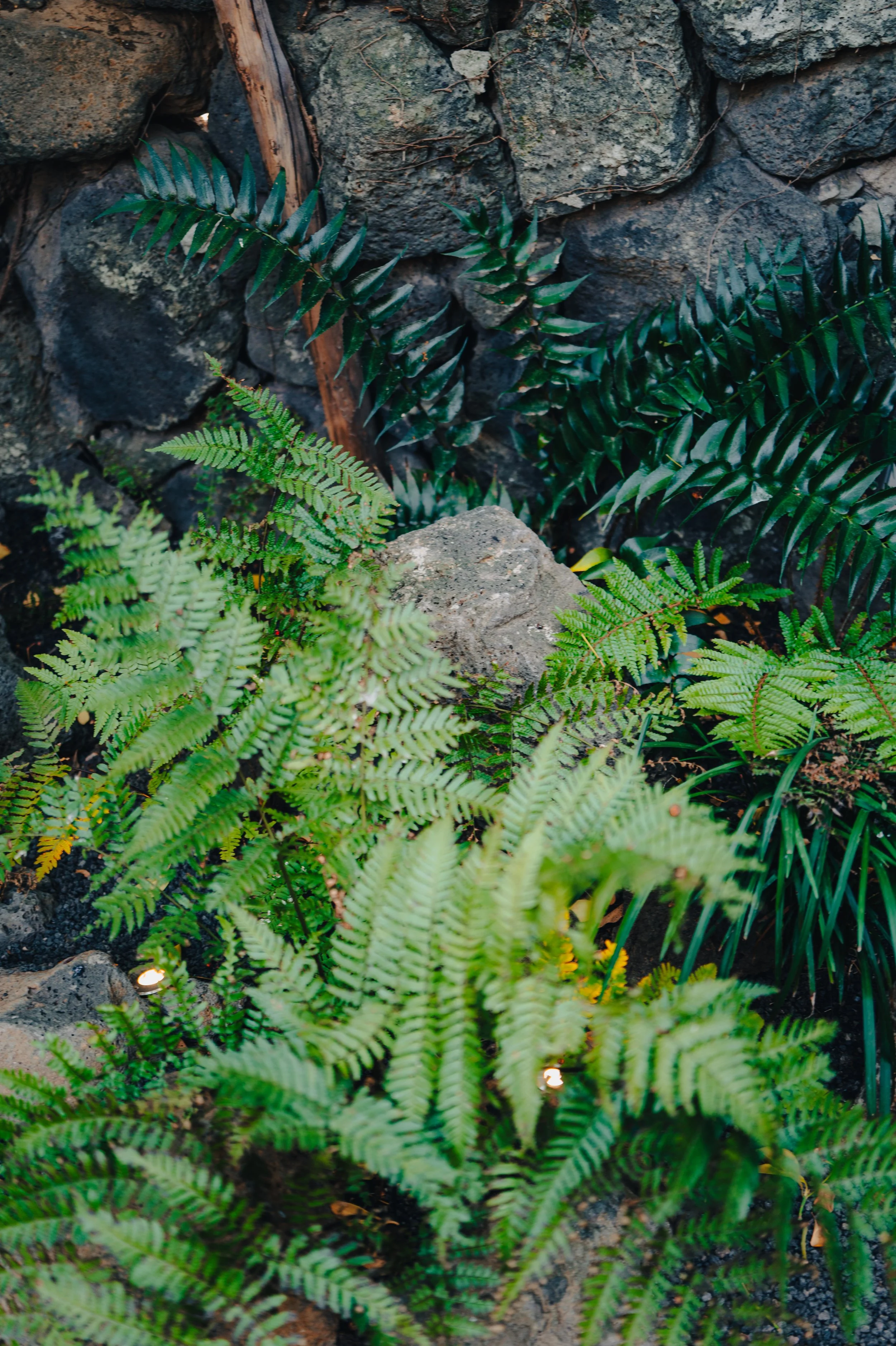 Various green ferns growing in front of a rock wall with some small lights illuminating the scene.