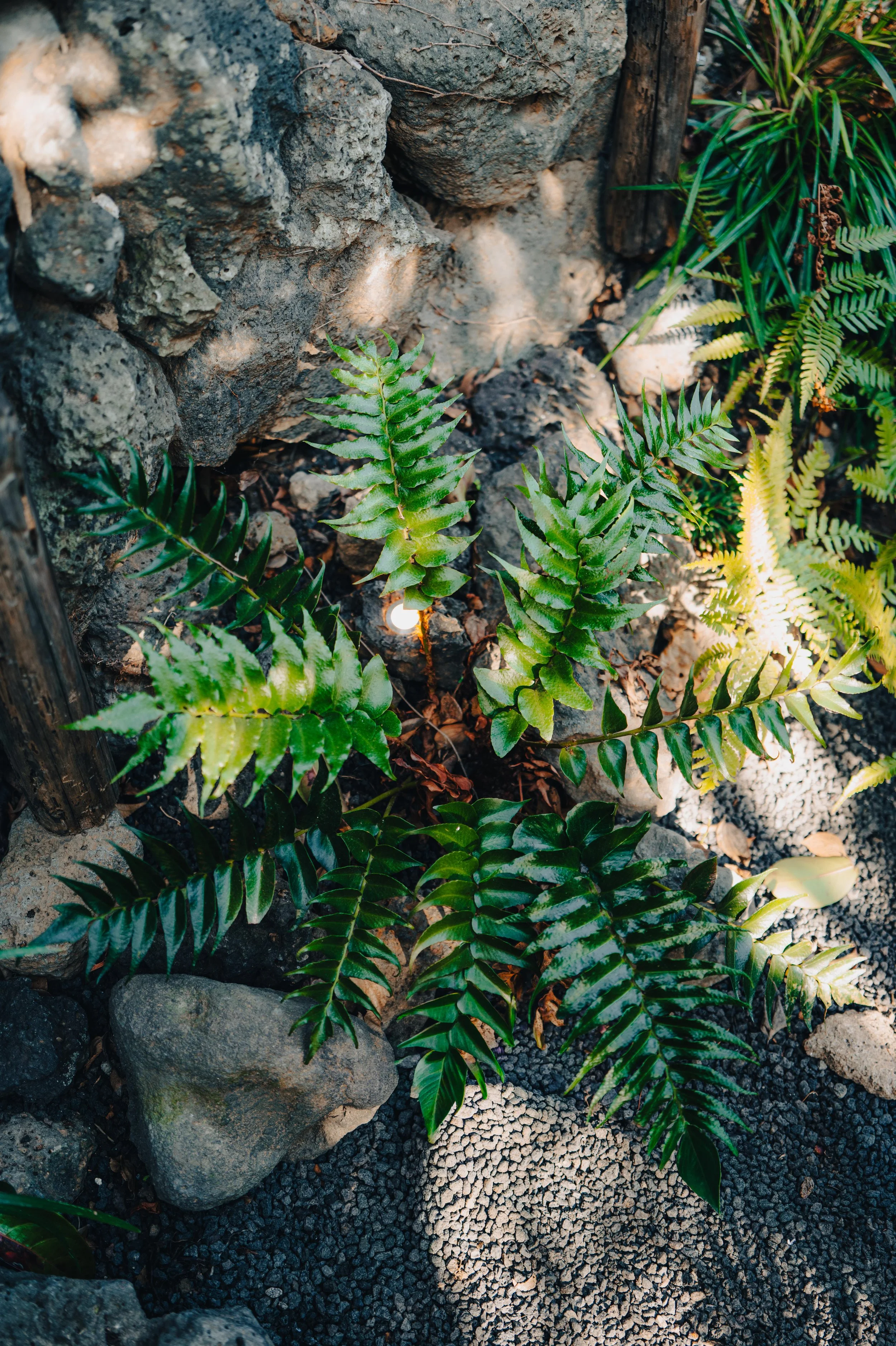 Green fern plants growing among rocks and soil with sunlight casting shadows.