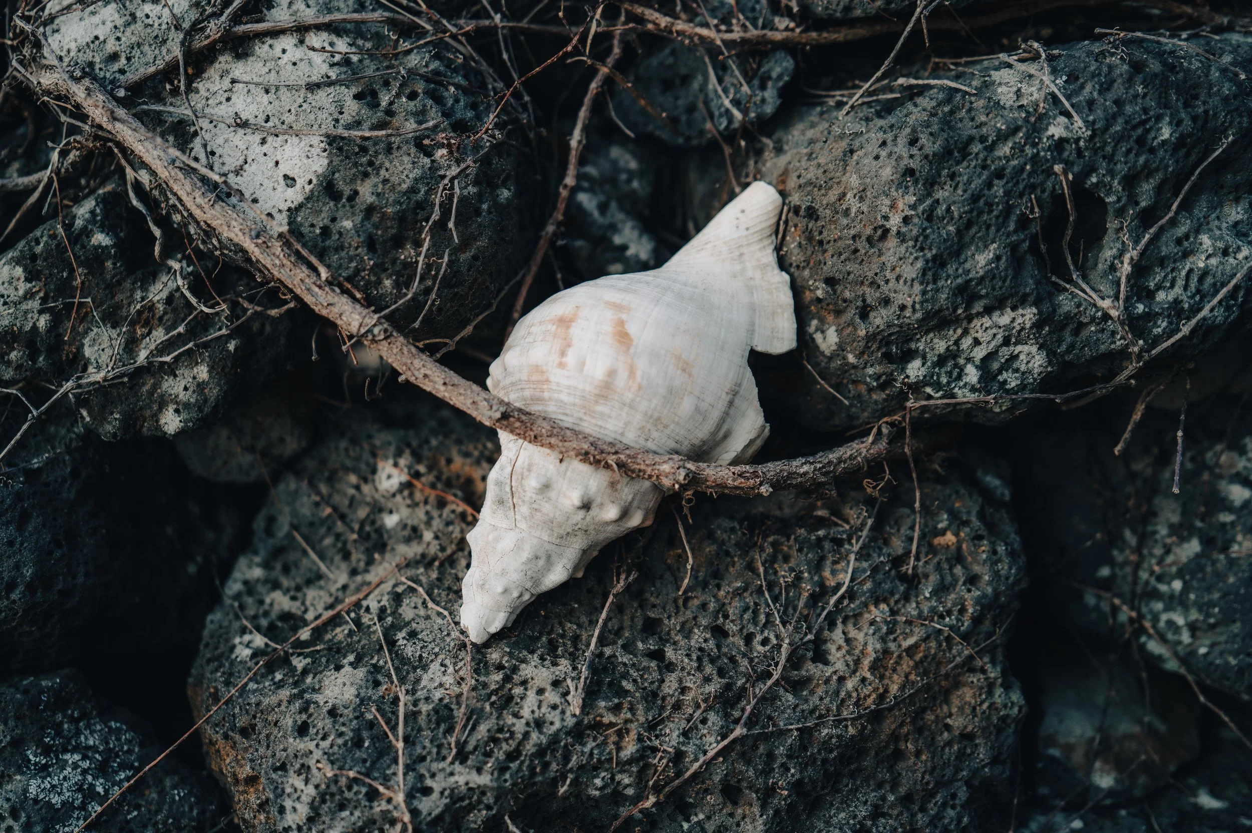 NUUT Aewol 눗애월 A seashell resting on dark volcanic rocks with small twigs and dried plant fibers scattered around.