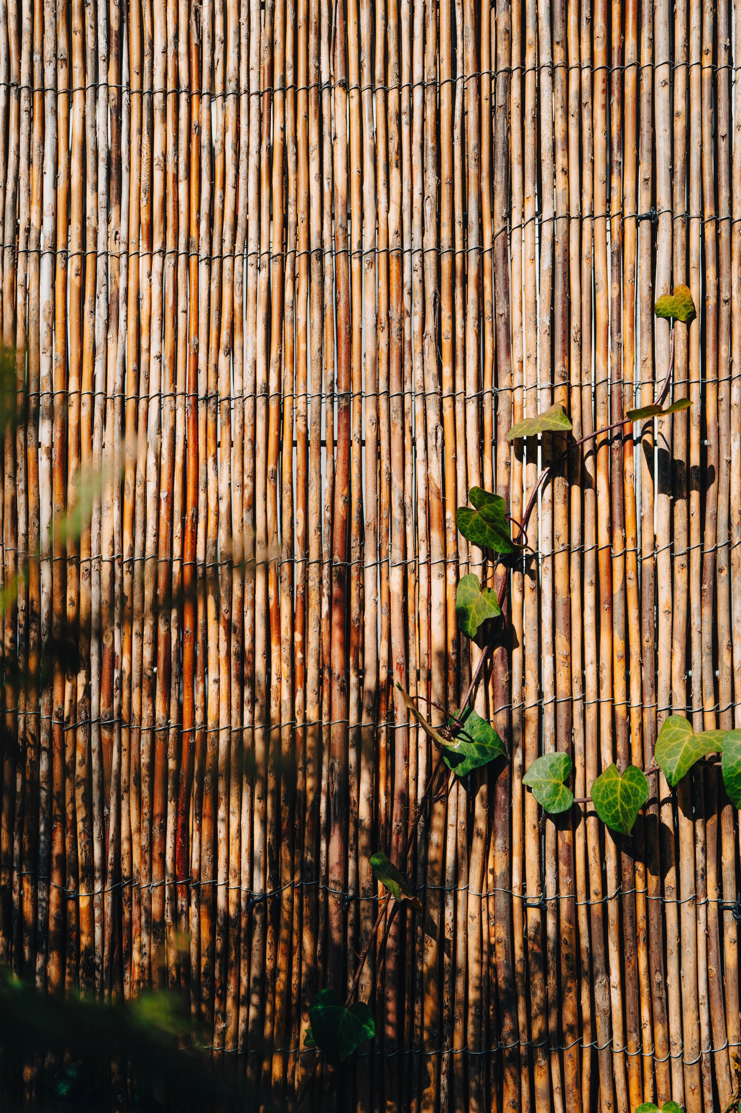A bamboo or reed fence with a vine plant growing along it, casting shadows.